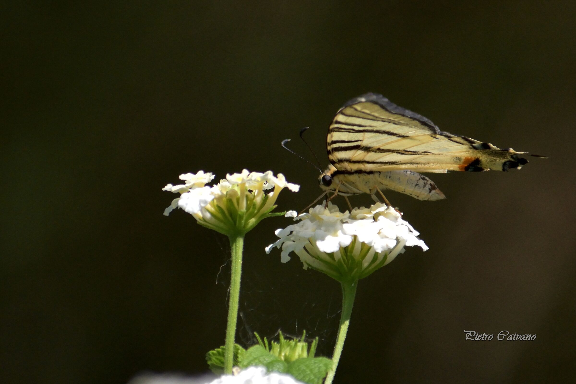 a light-cut butterfly fluttered through the flowers...