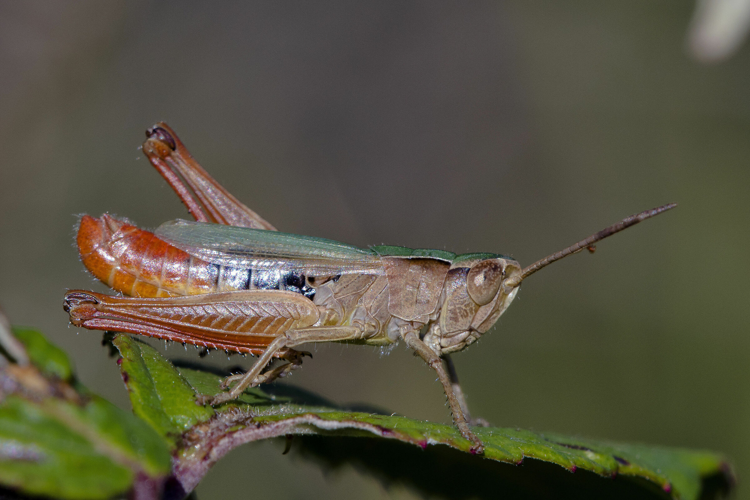 Omocestus rufipes
