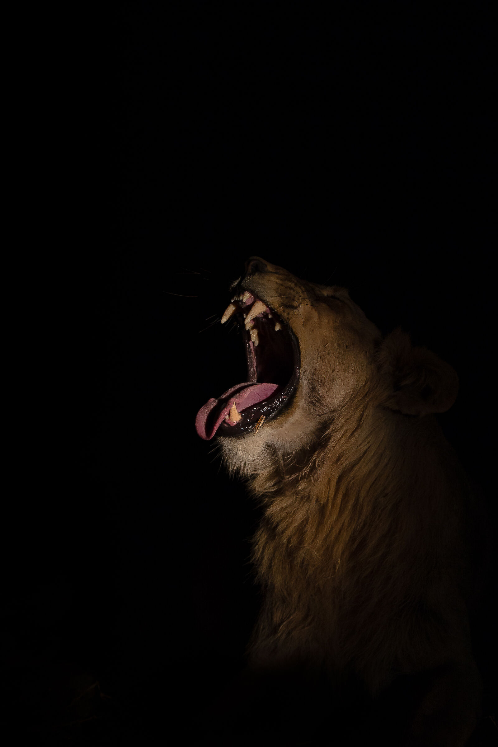 The yawn of the reuccio