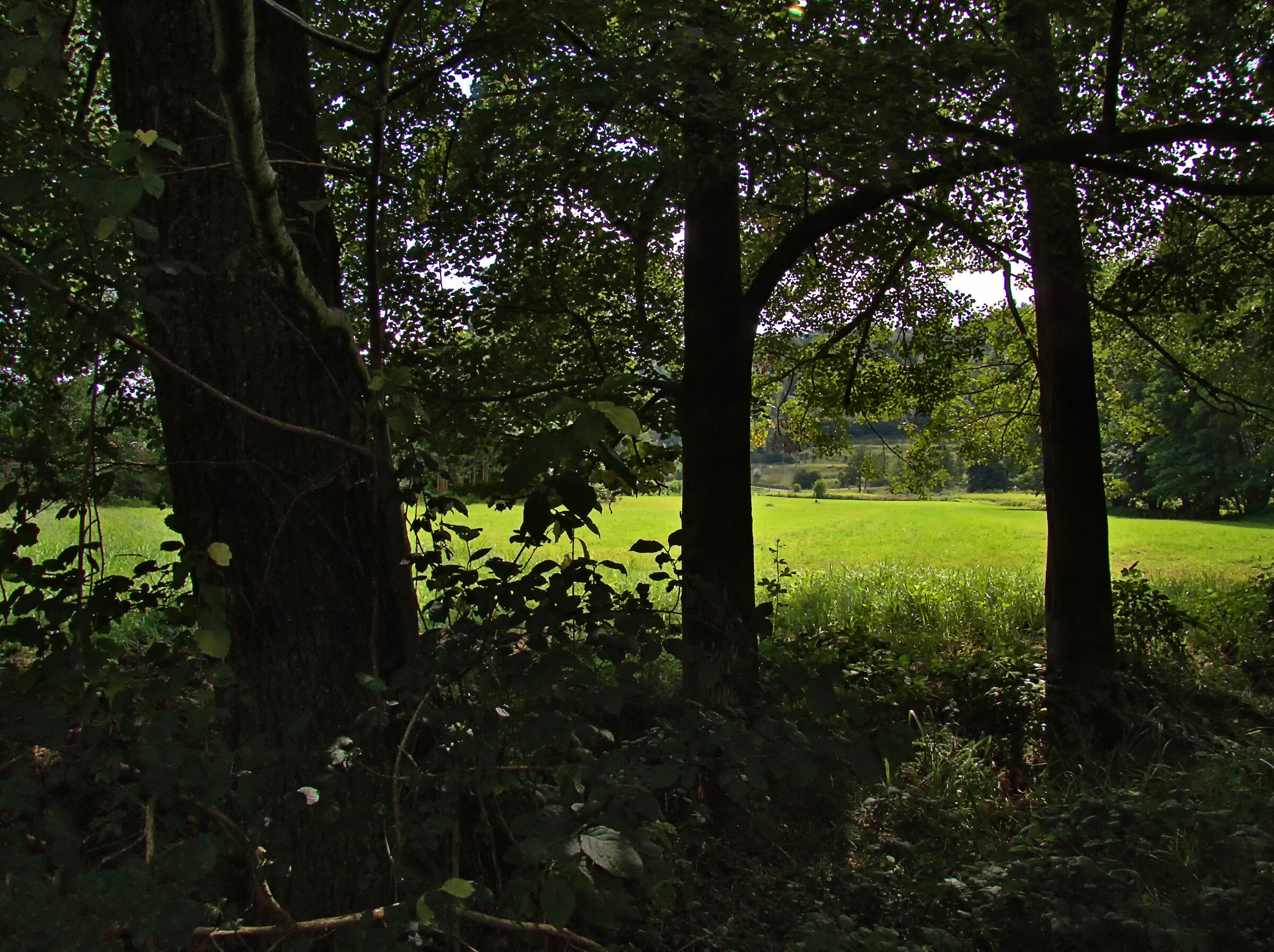 Prati e Boschi Estivi!