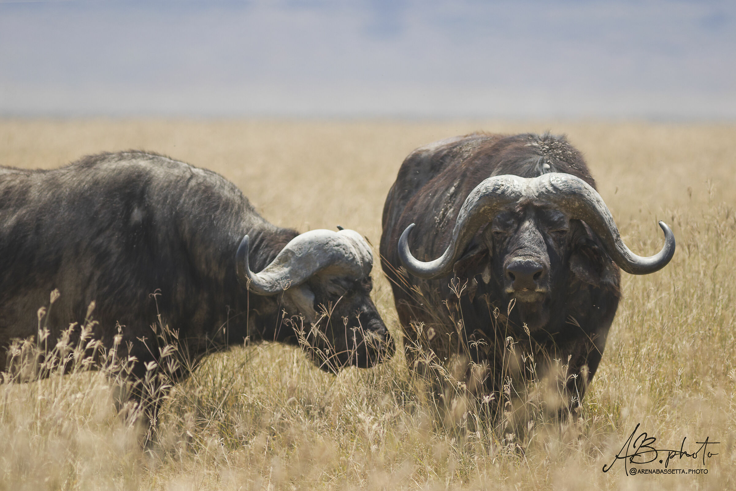 abandoned buffaloes