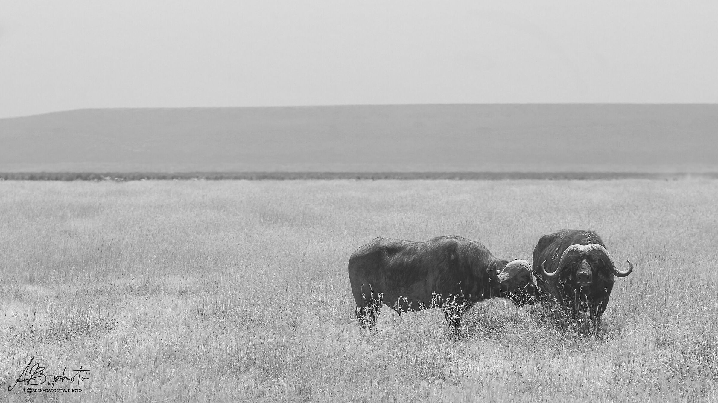 savannah and buffalo