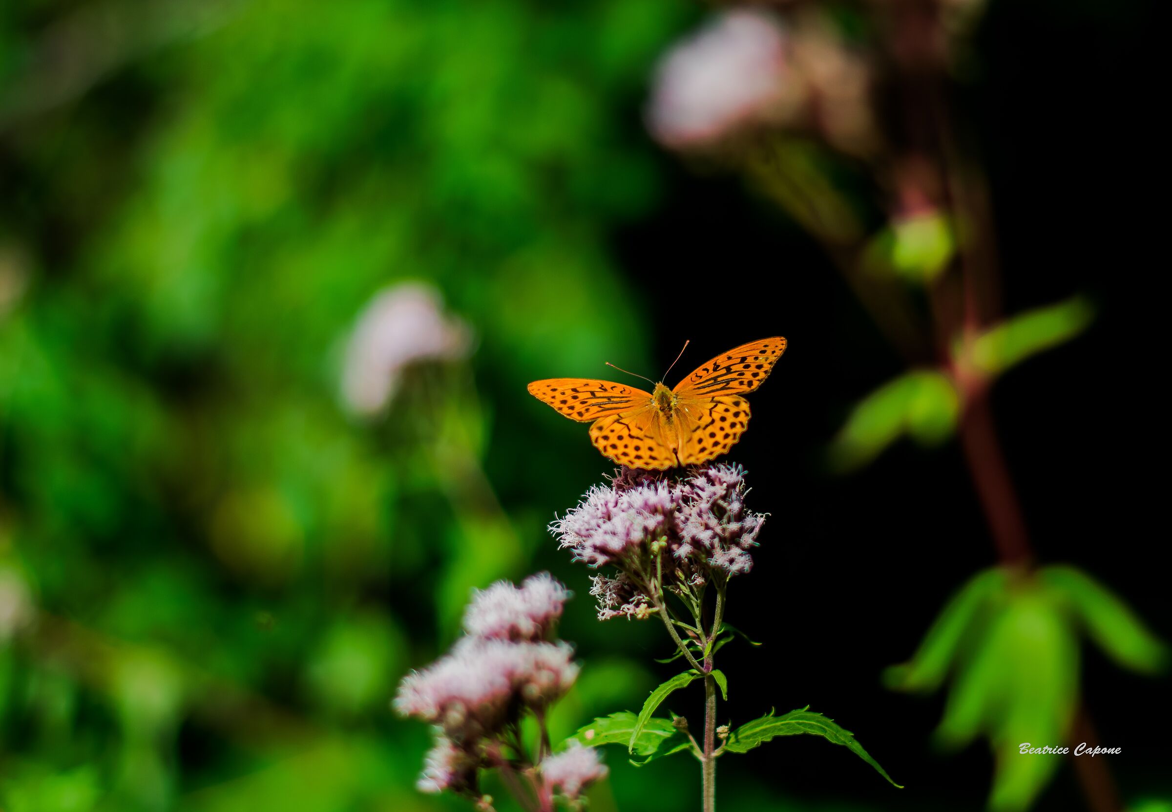 Piccole meraviglie della natura