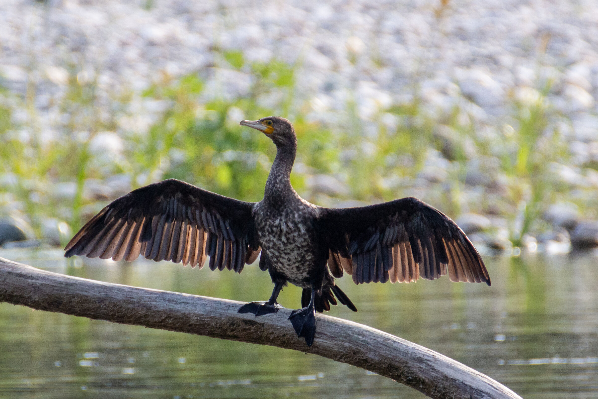 Cormorants on Ticino