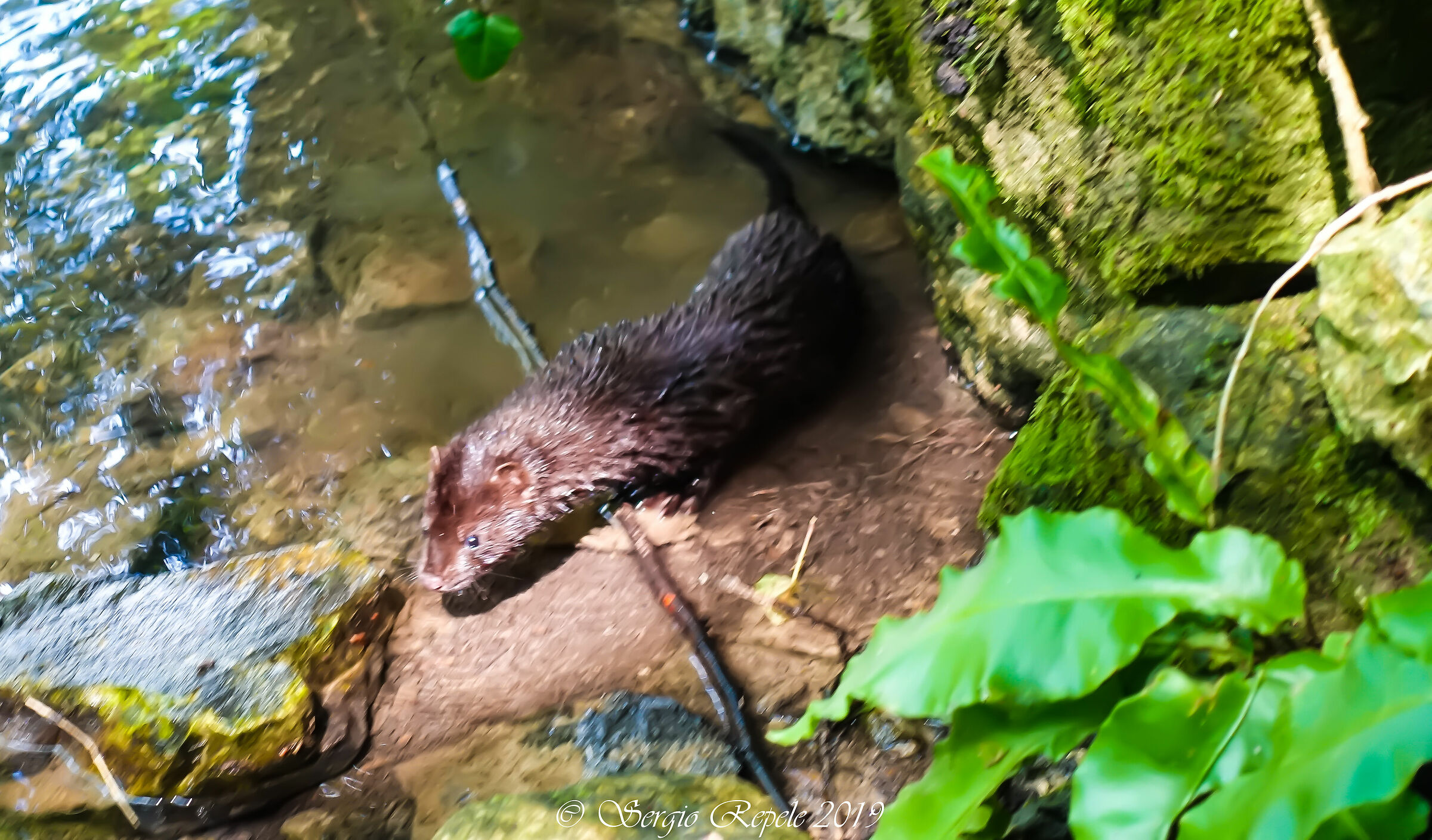 Esemplare di Visone (alloctono)