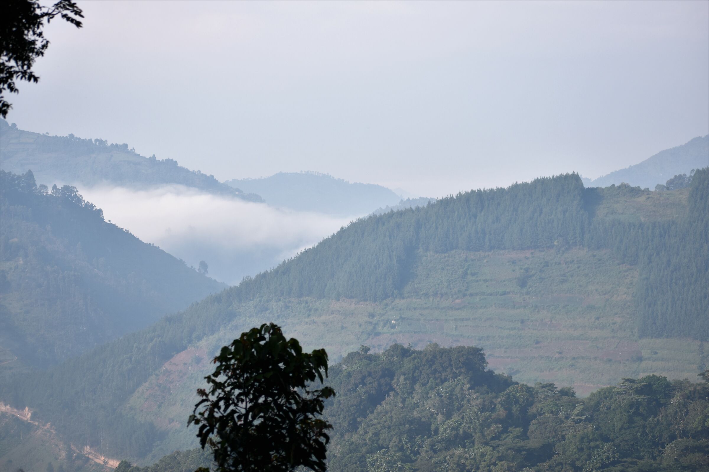Bwindi Impenetrable Forest view