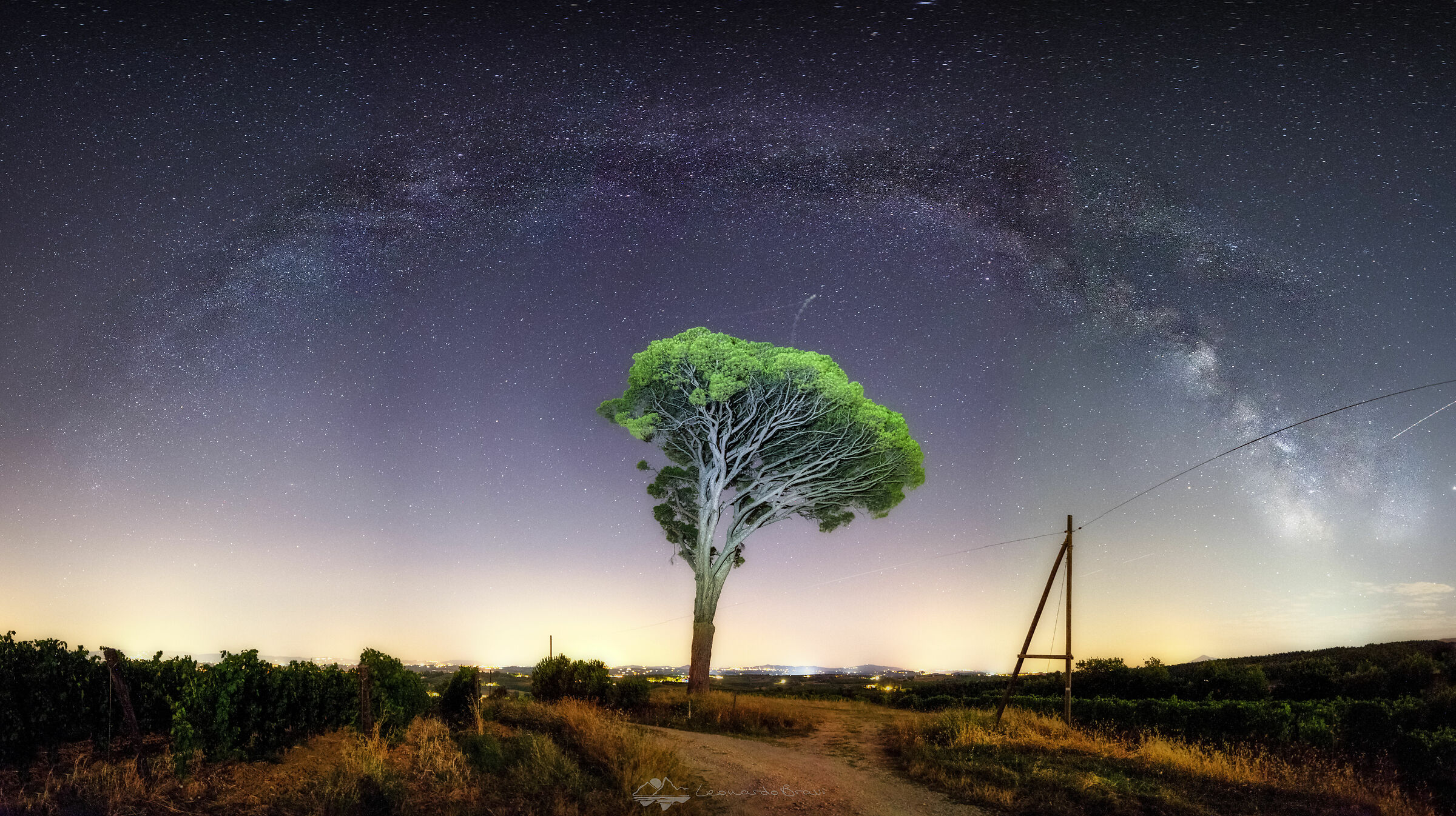 Tree of Life