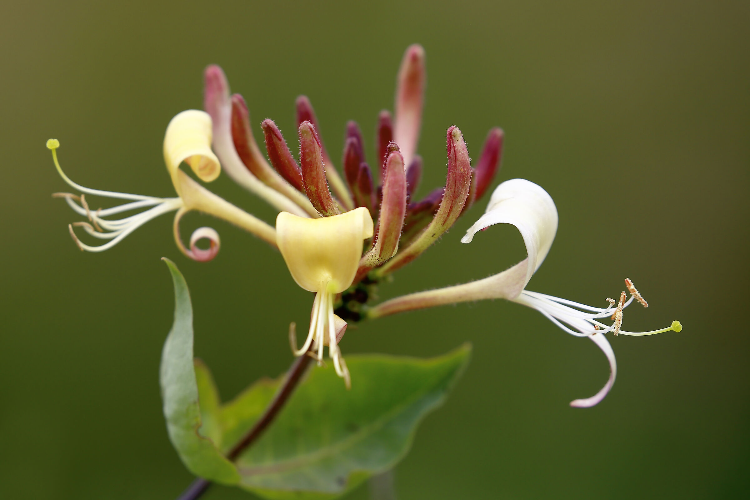 Honeysuckle