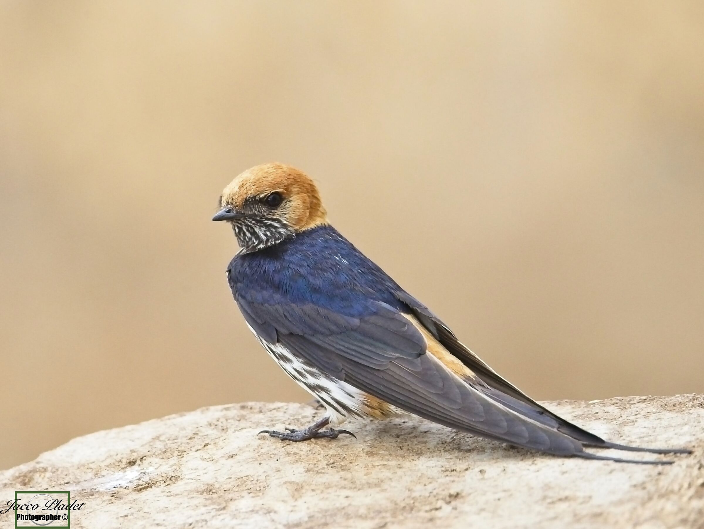 lesser striped swallow