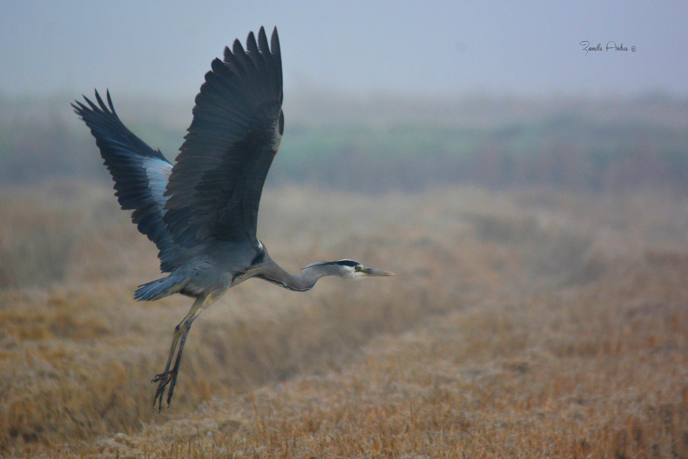 Cenerino nella nebbia