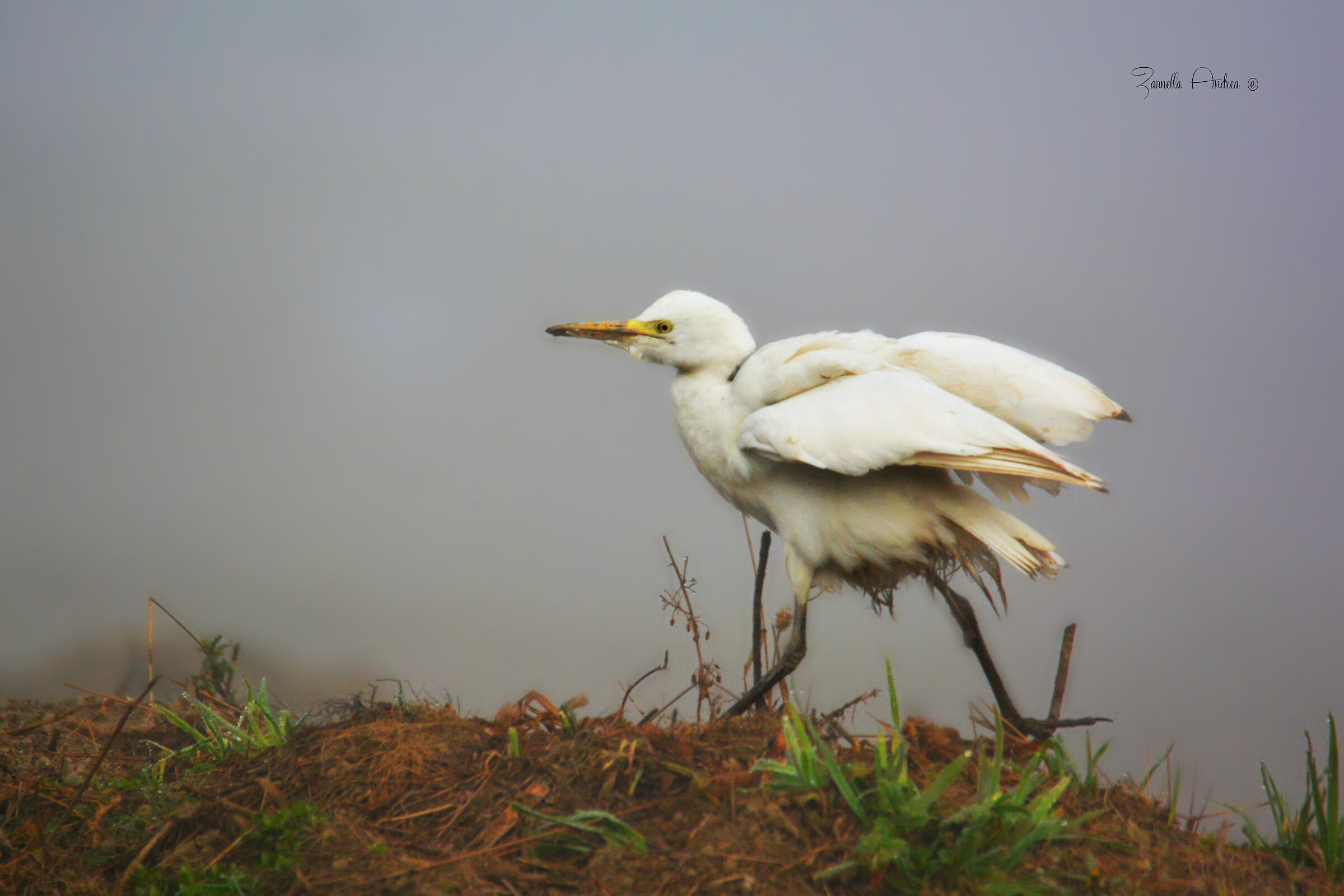 A spasso nella nebbia
