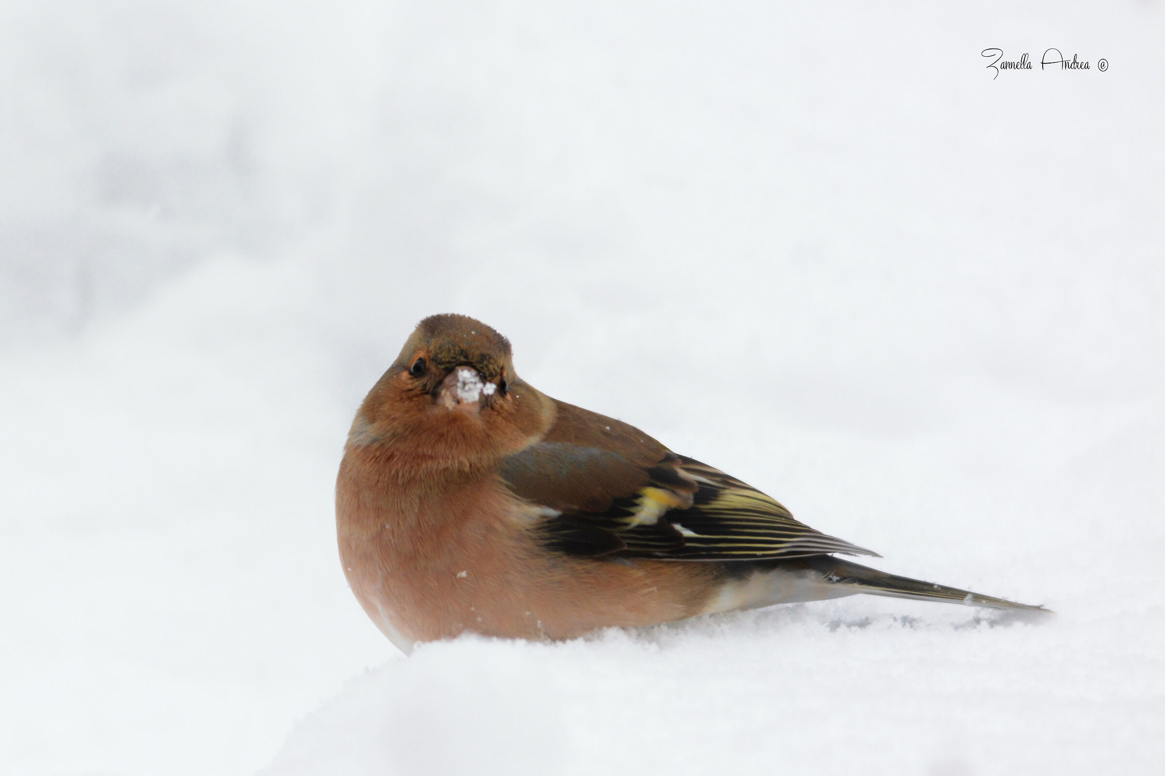 Fringuello nella neve