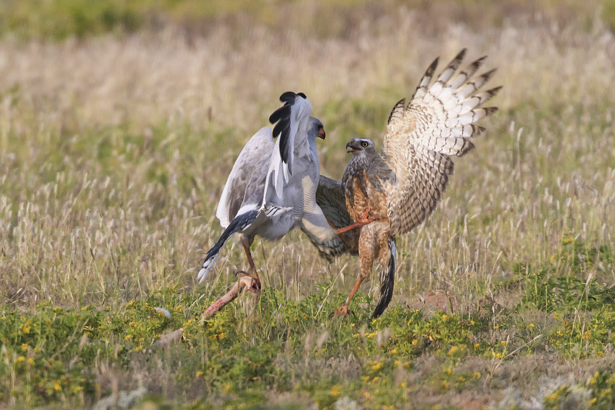 La lite per la preda