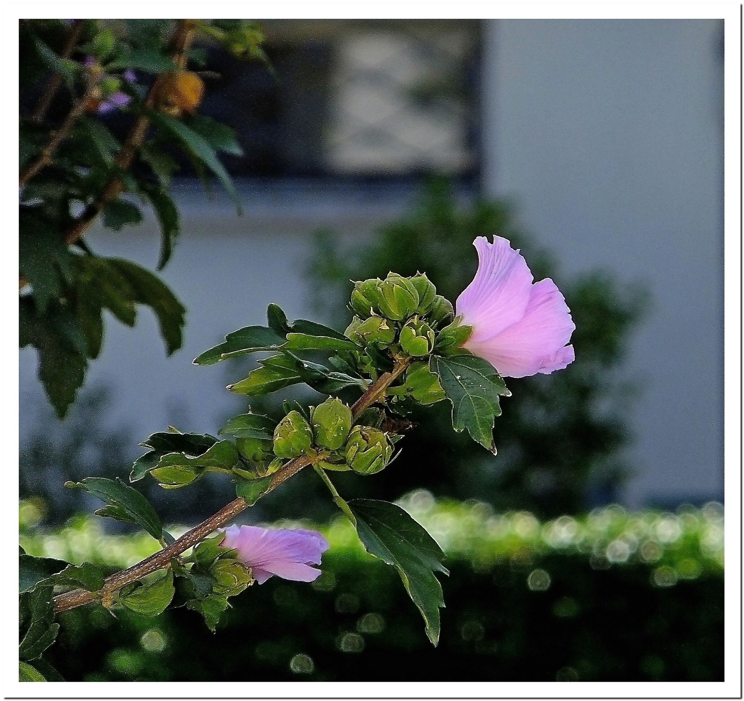 hibiscus