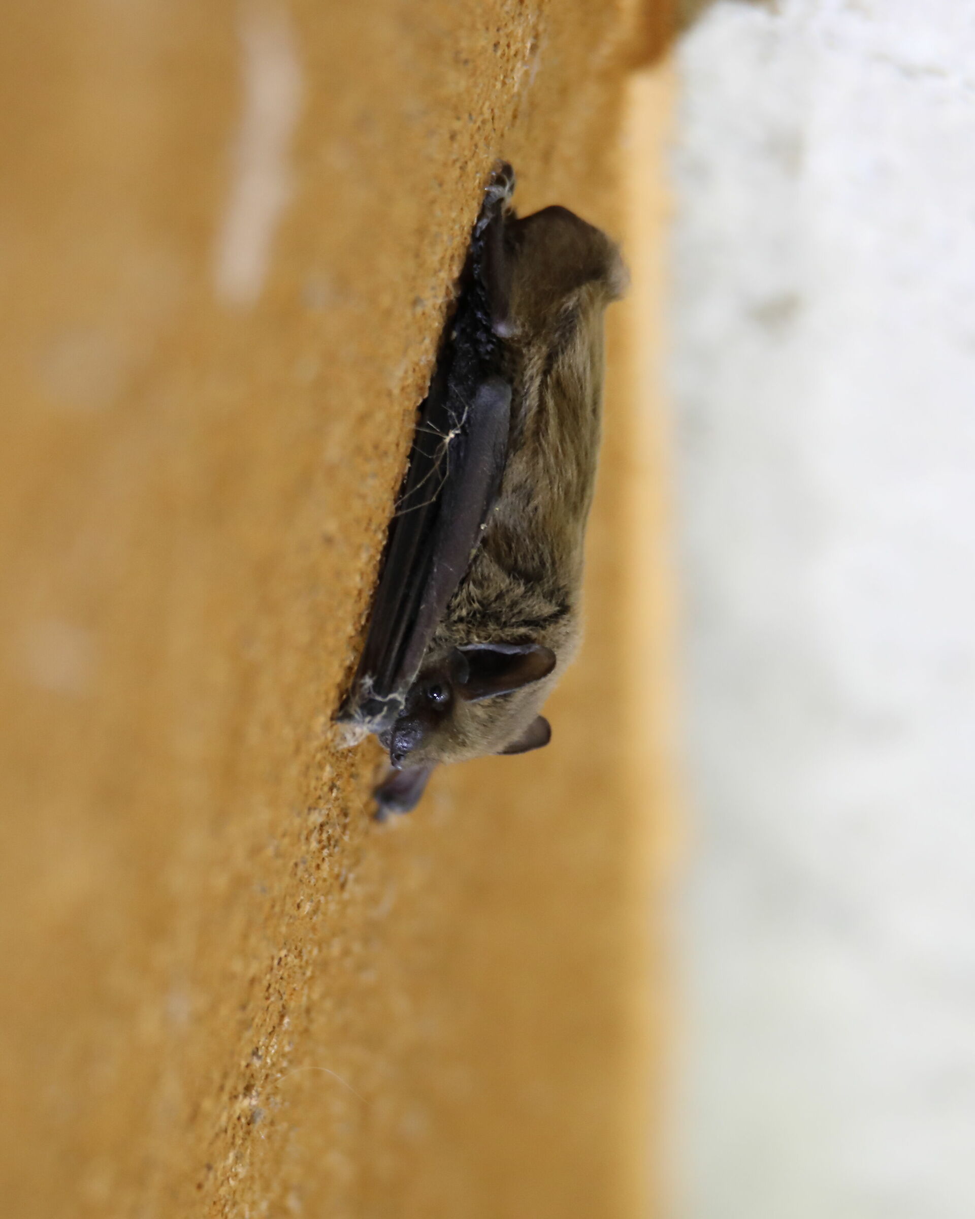 Il mio amico e vicino di casa ammazza Zanzare Tigre