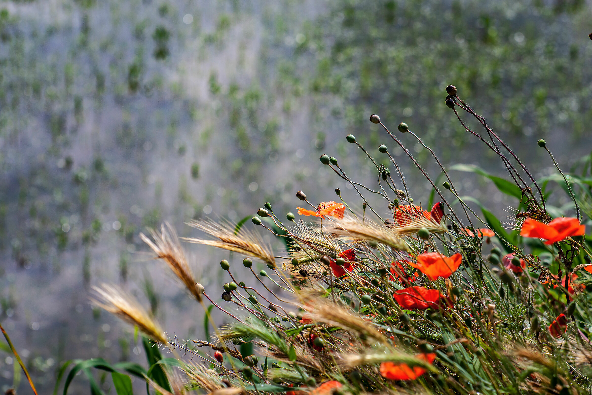 Piove!!!!!!!!!!!!!!!!!!!!!!!!!!!