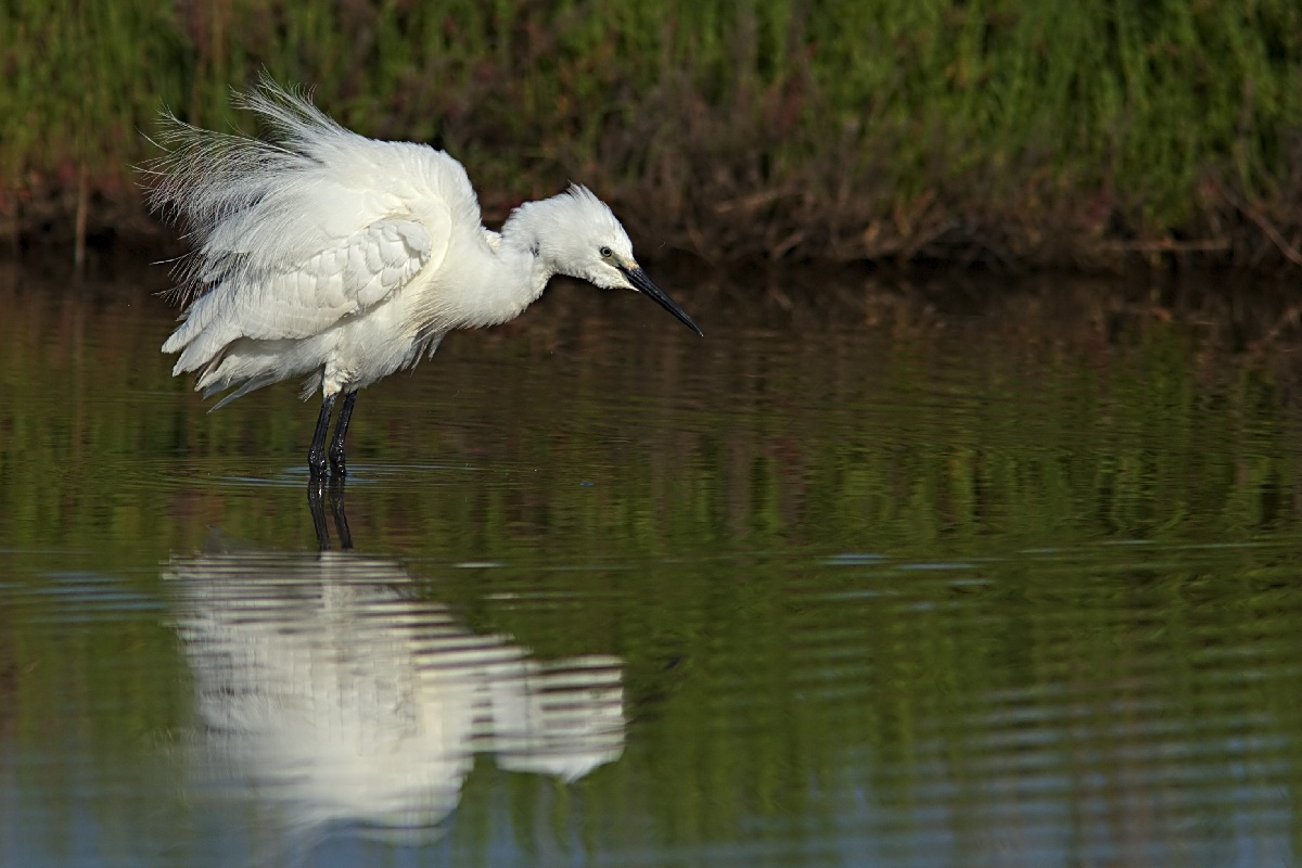 egret