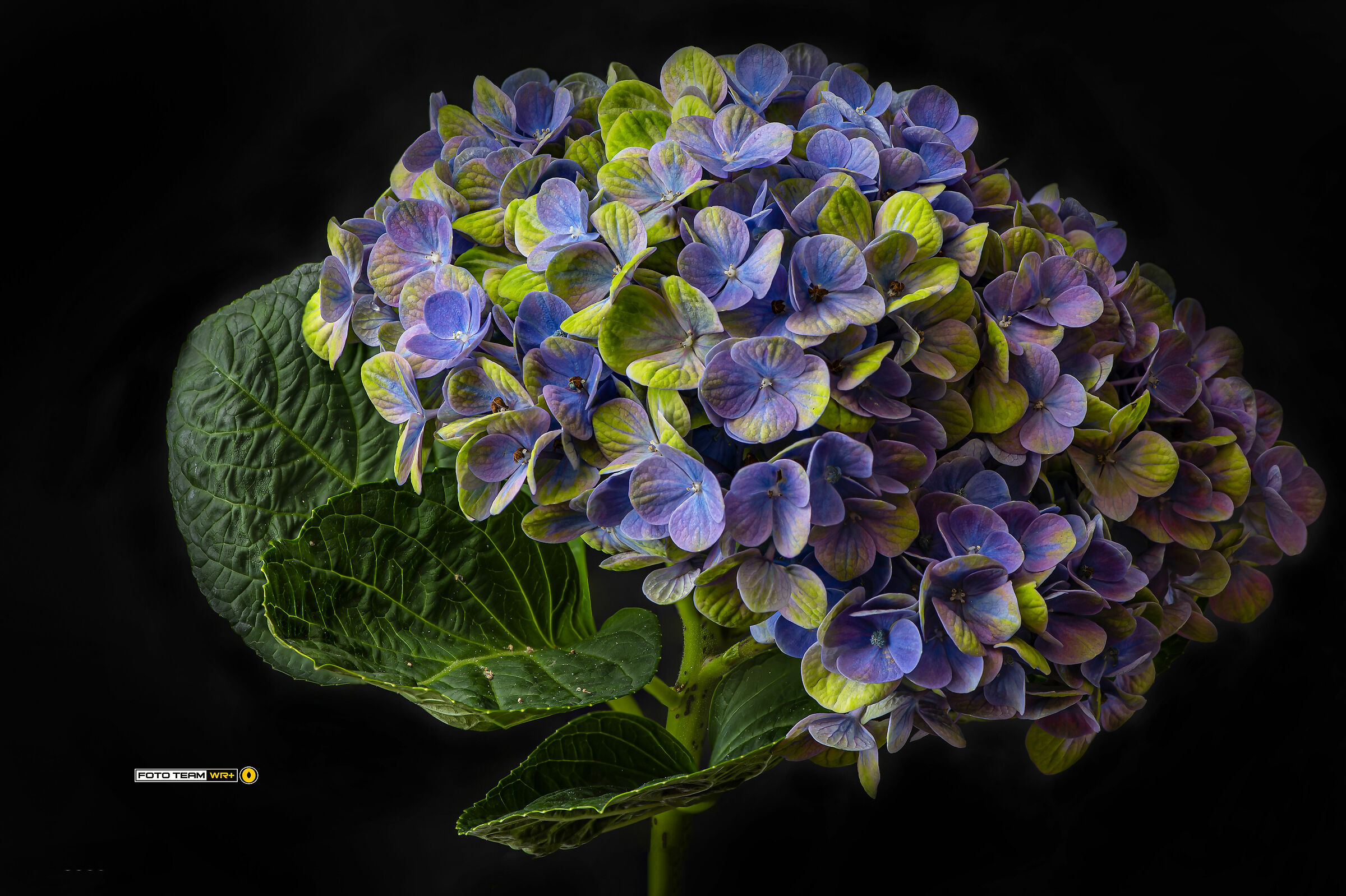 Hydrangea