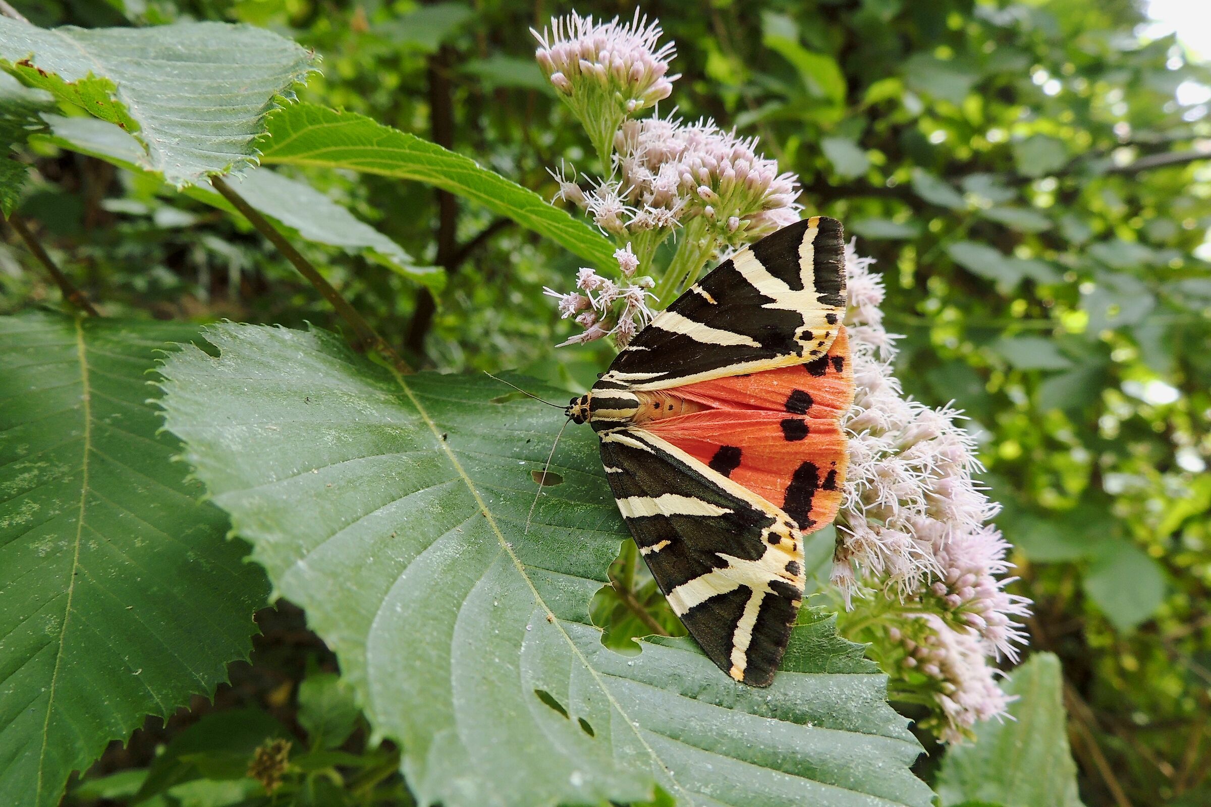 Falena dell'edera (Euplagia quadripunctaria)