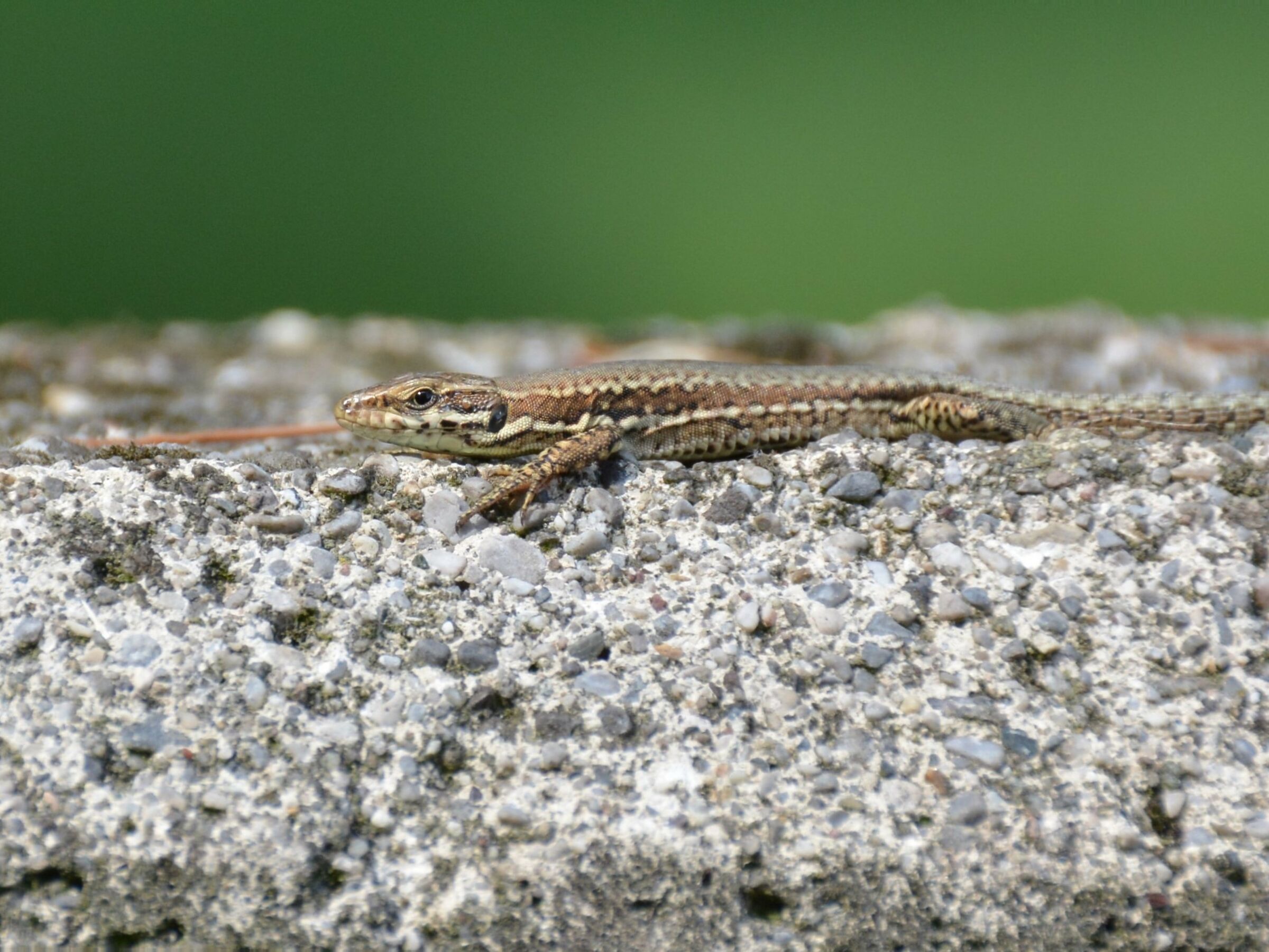 Lizard