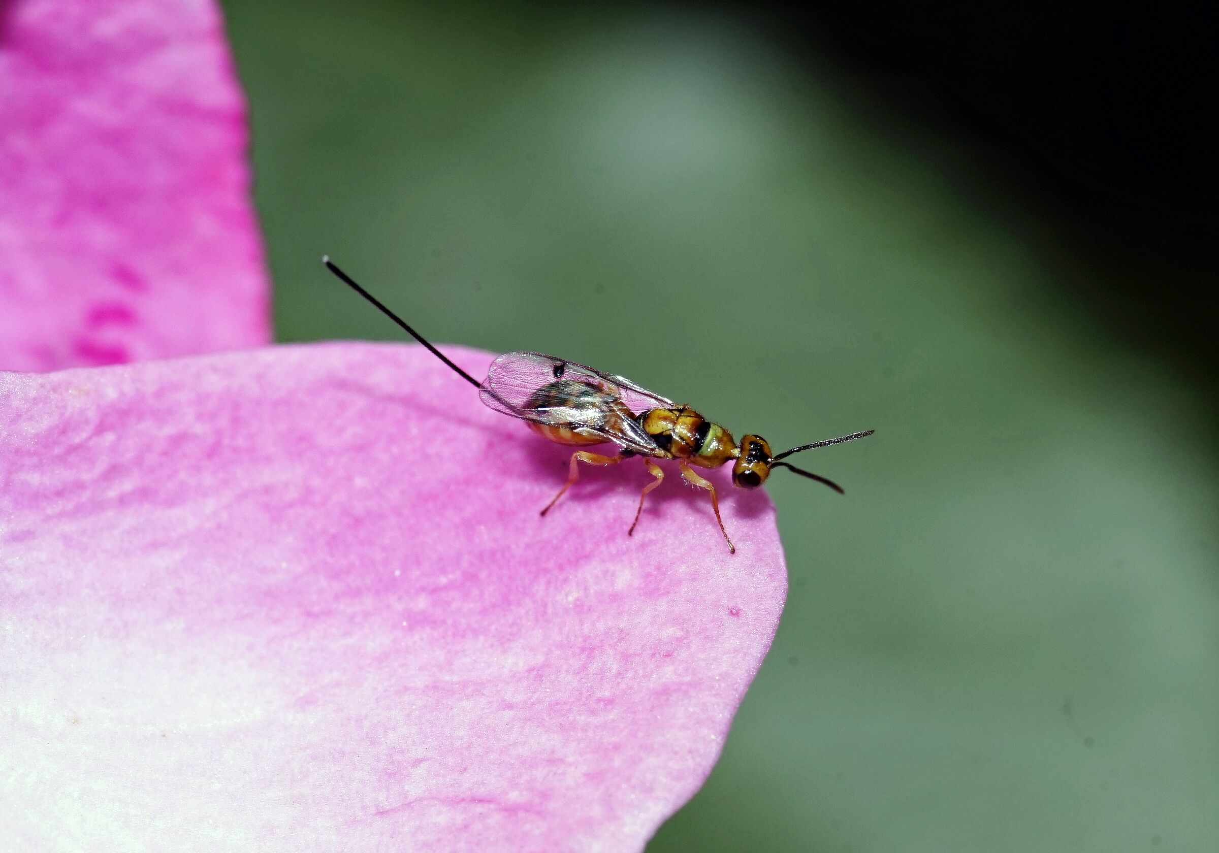 Imenottero Ichneumonidae