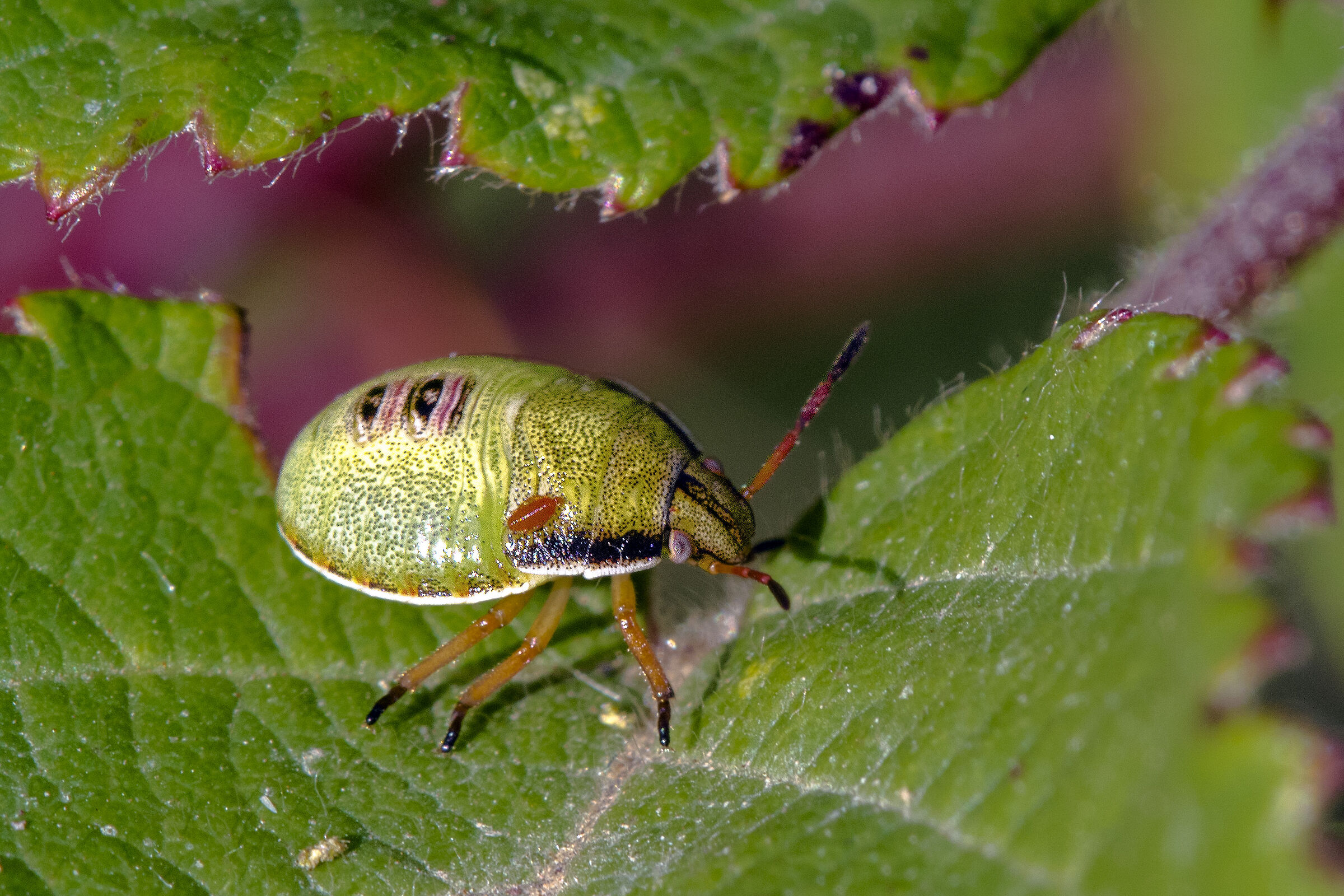 Nean ???id Palomena prasina