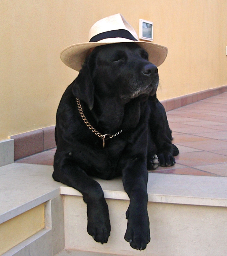 Don Labrador