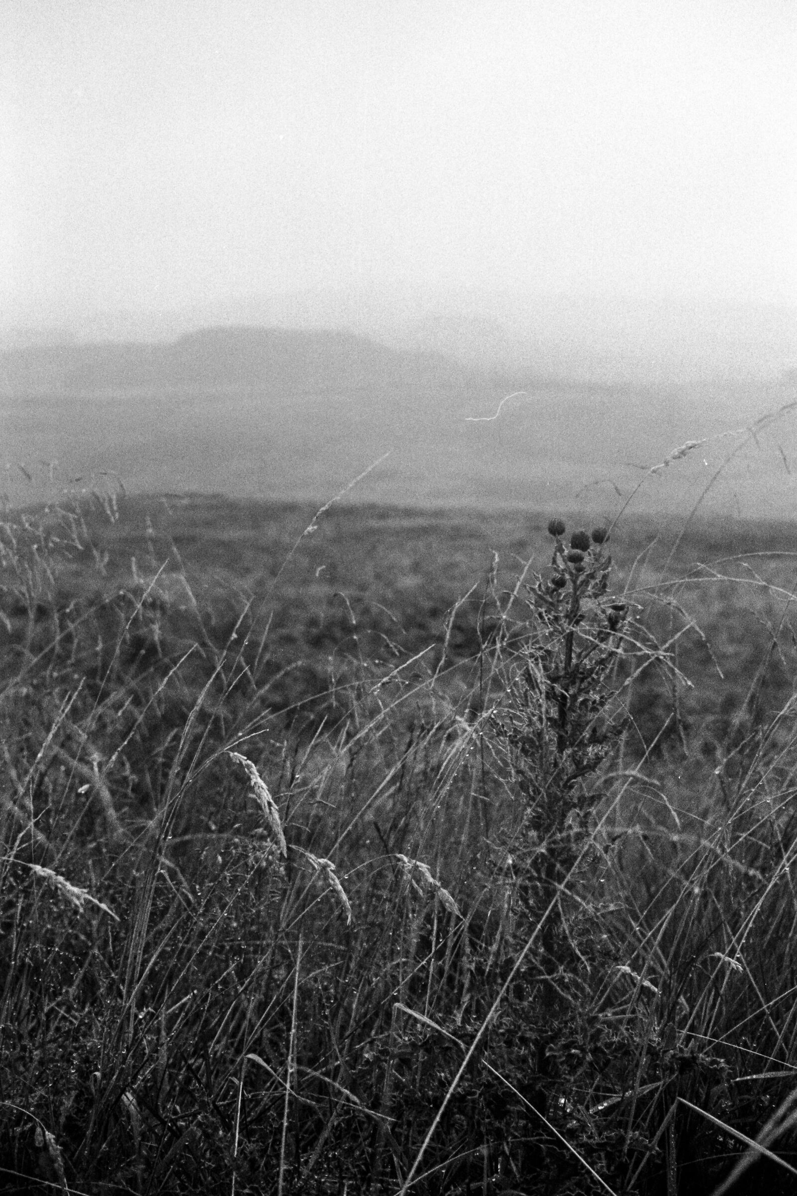 Il Cardo nella Nebbia