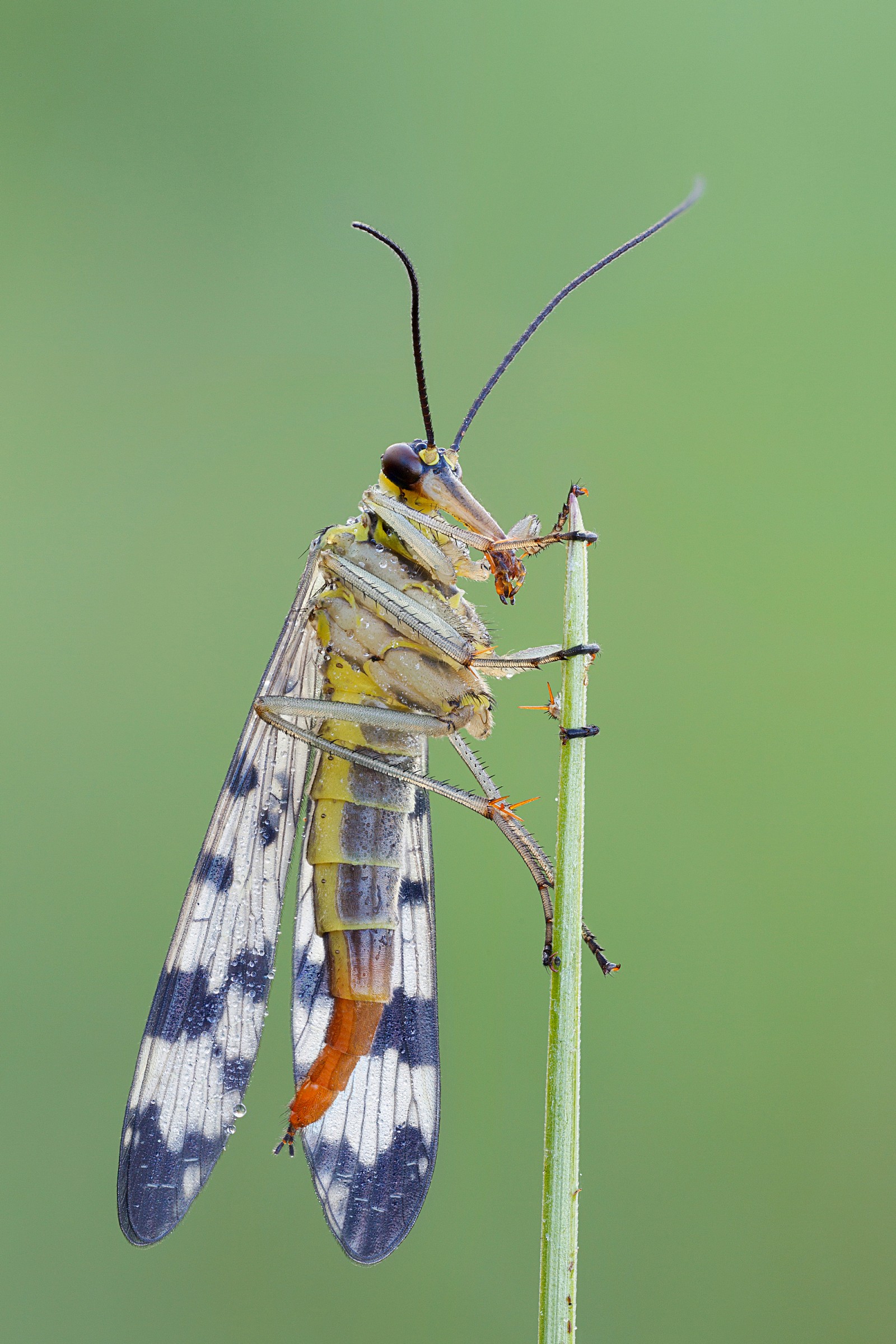 Scorpionfly