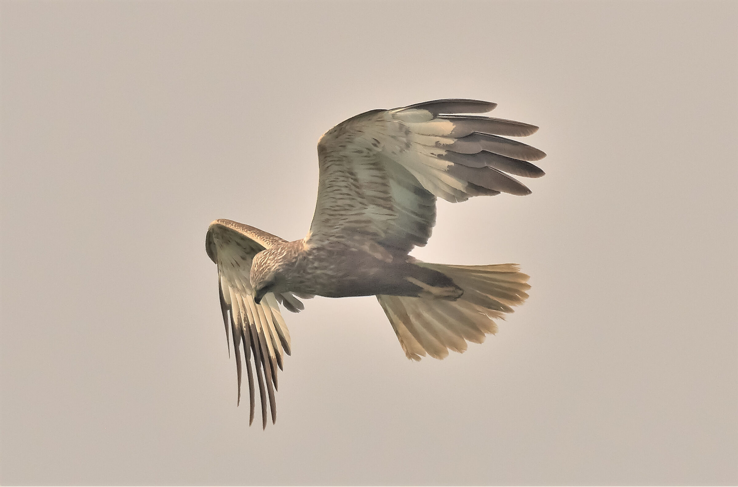 falco di palude femmina