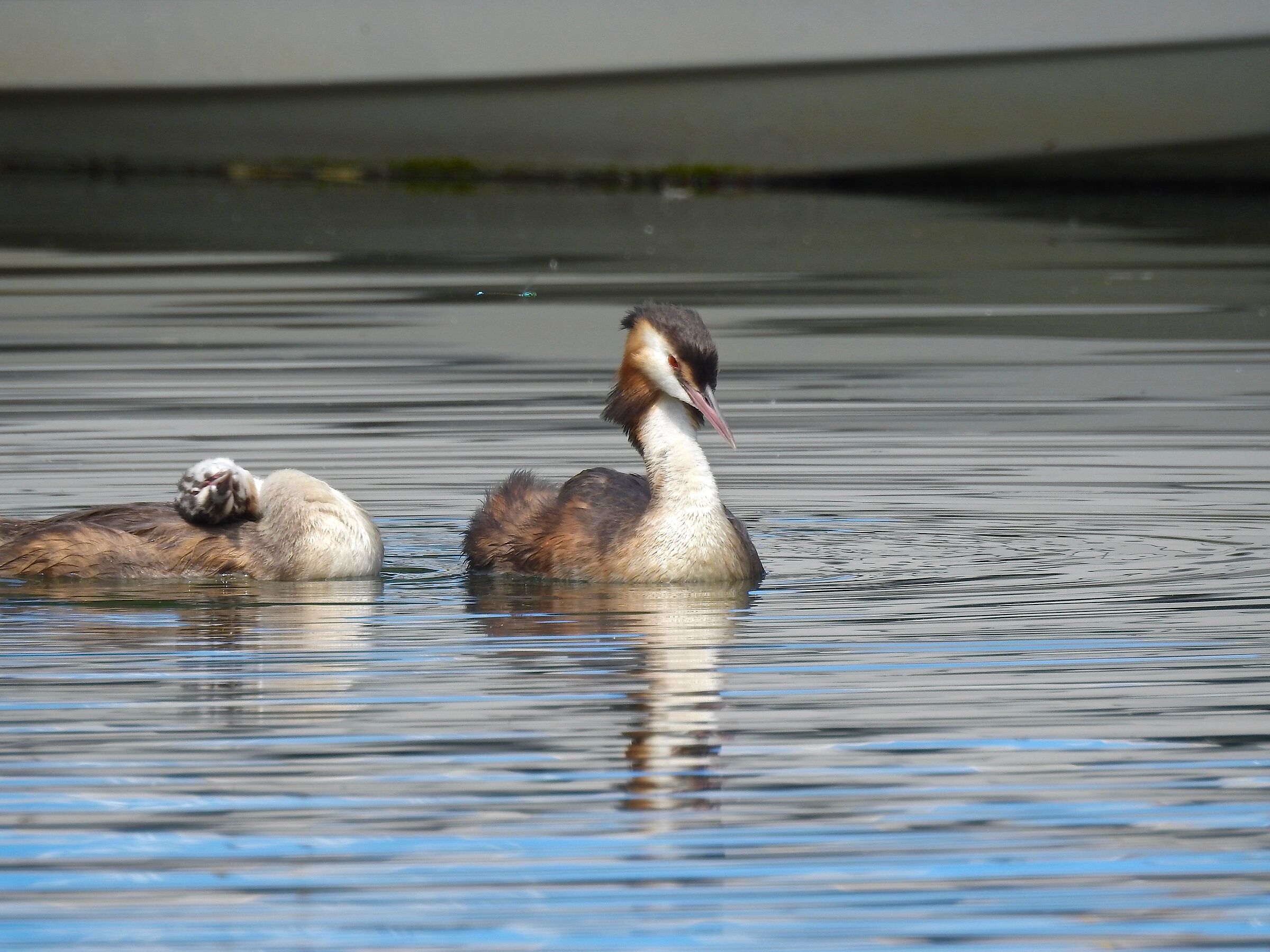 Major vase with offspring