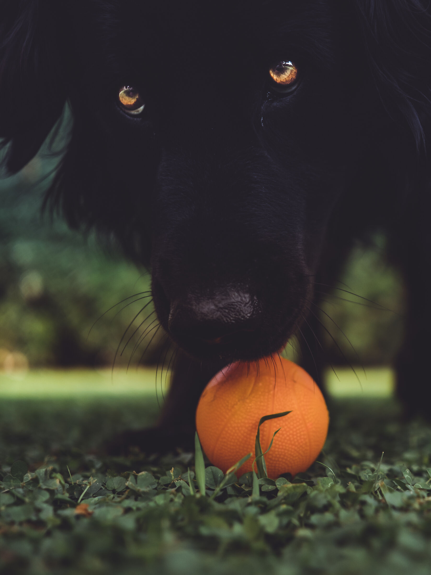 Mi ridai la pallina?