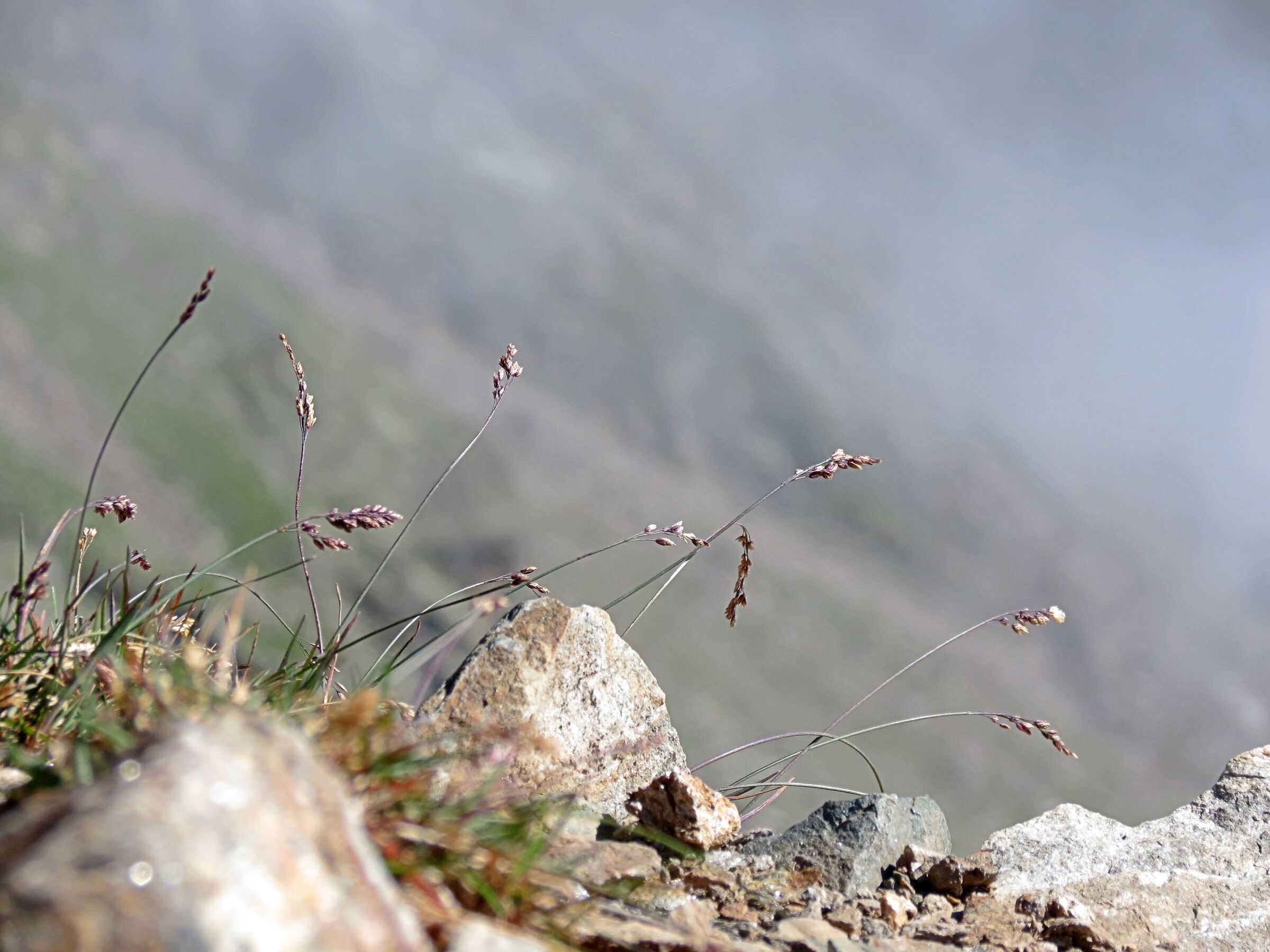 Fiori di alta montagna