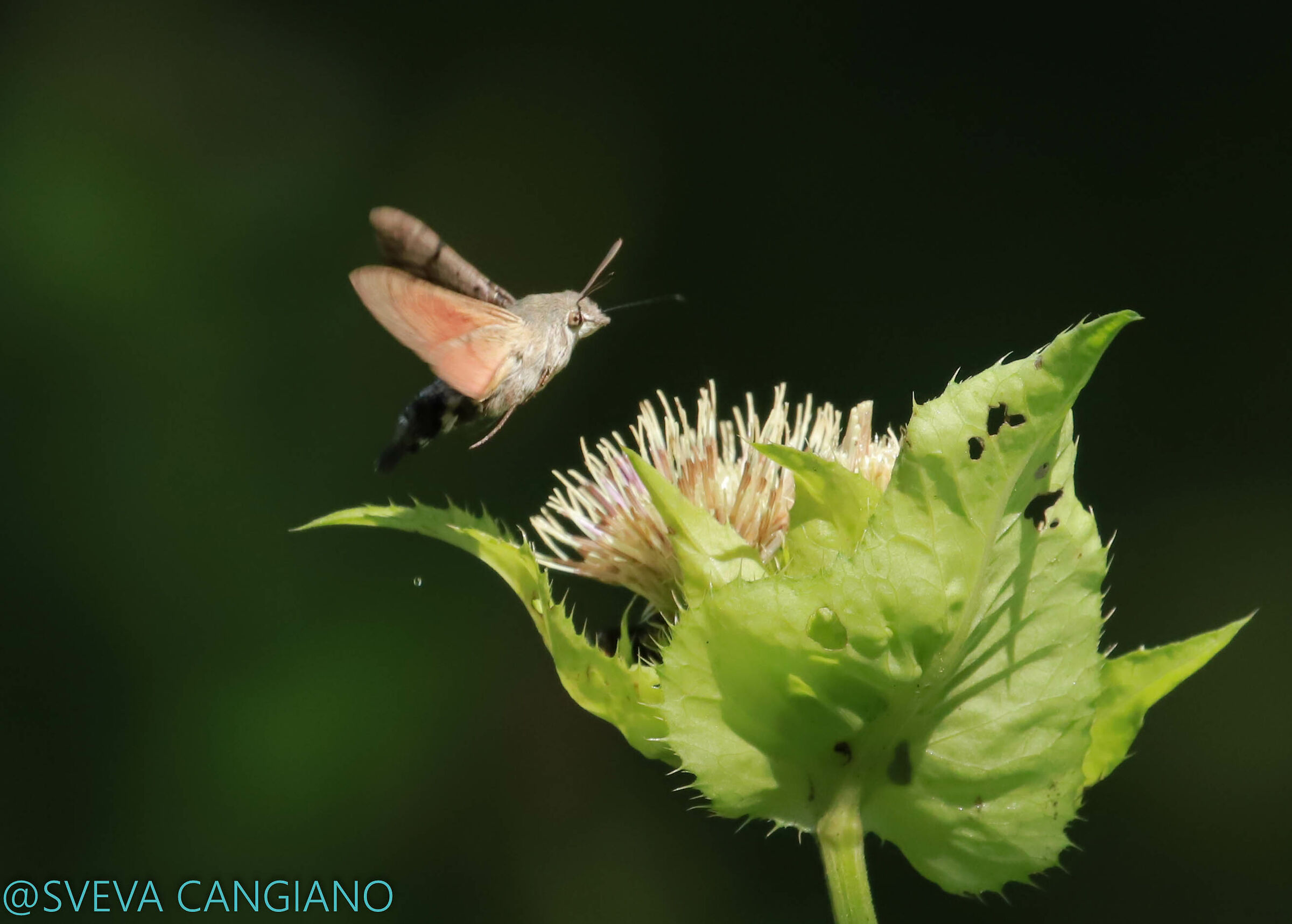 Sphinx of the Rooster