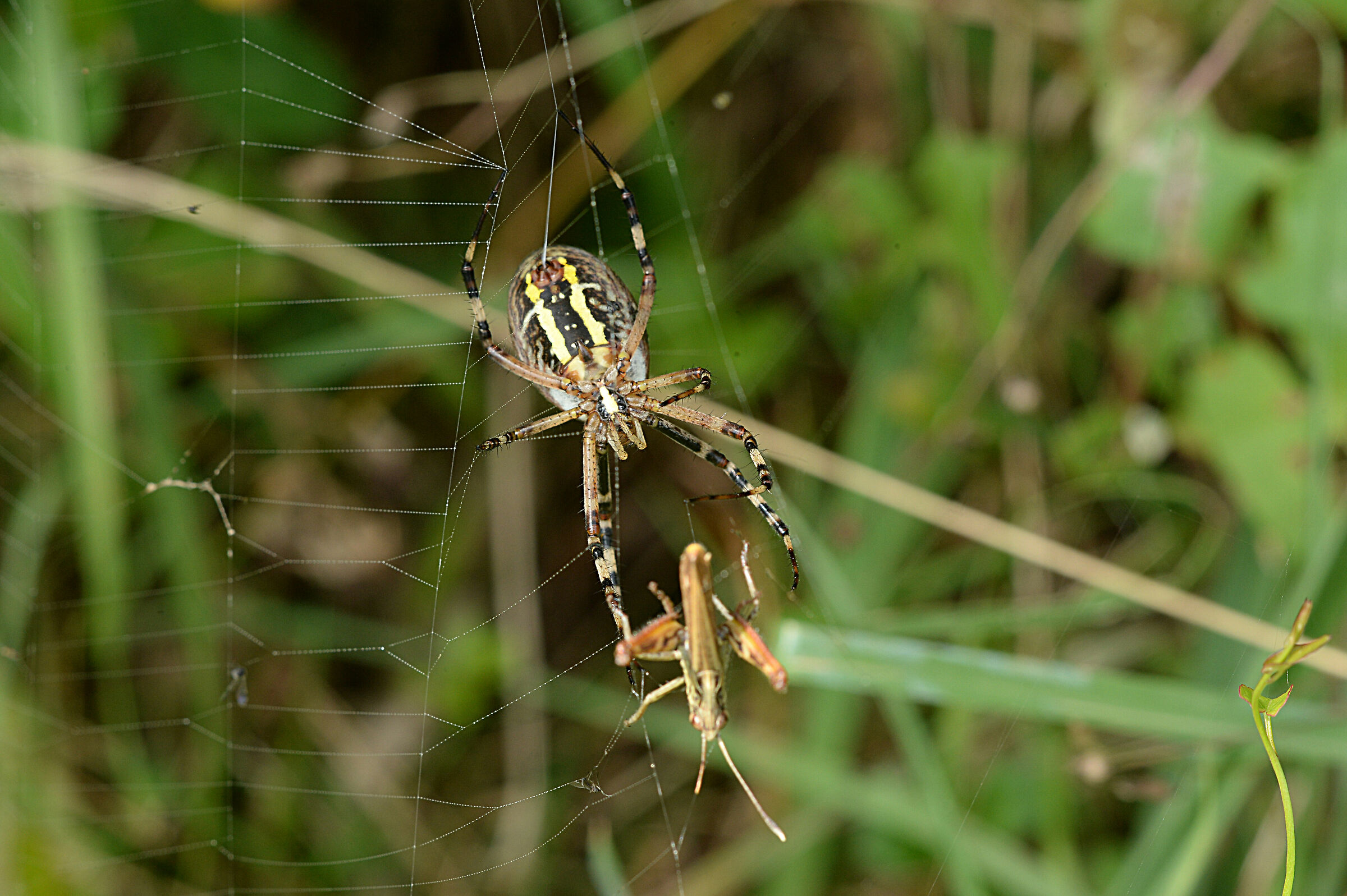Spider with prey