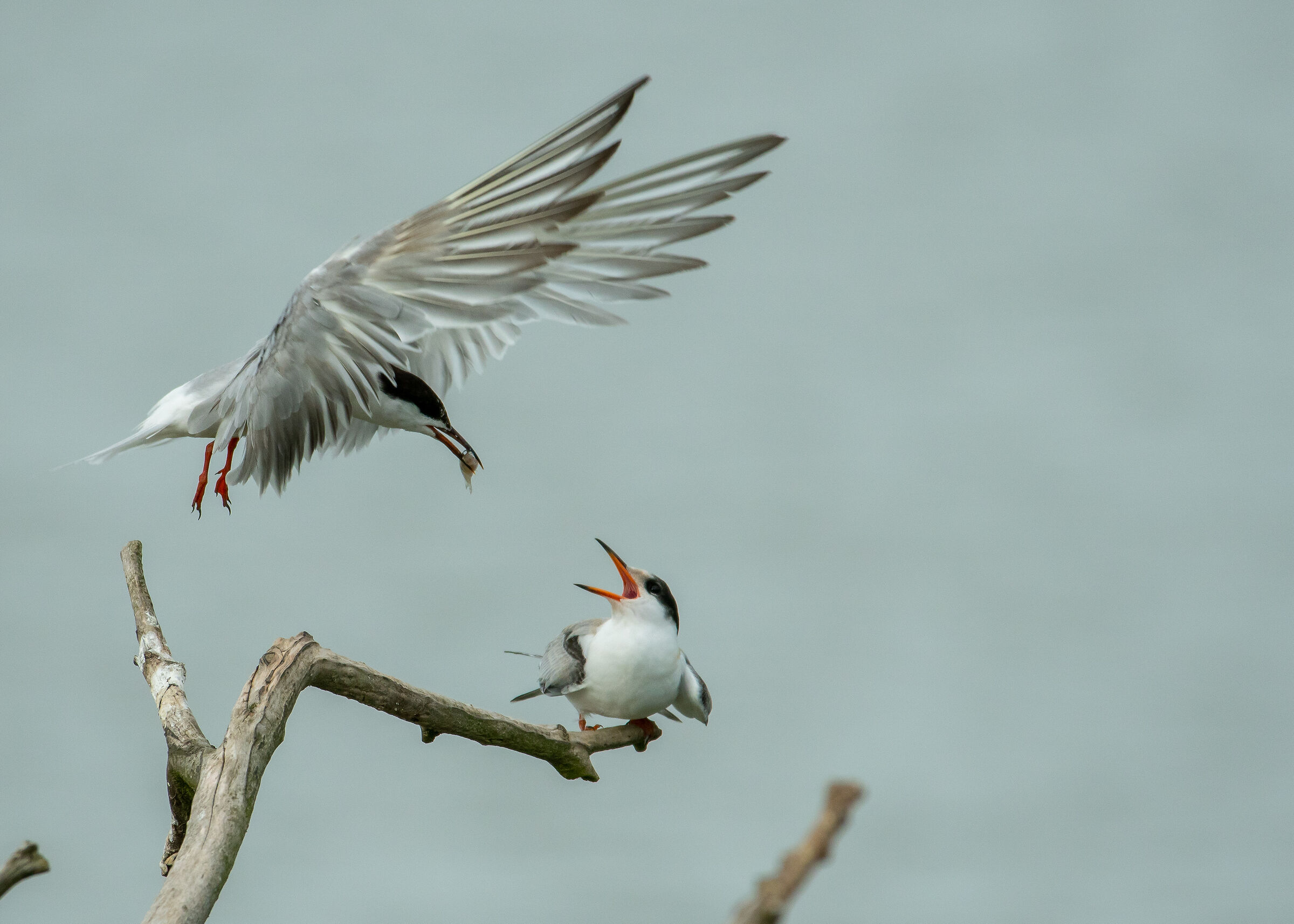 Black Terns