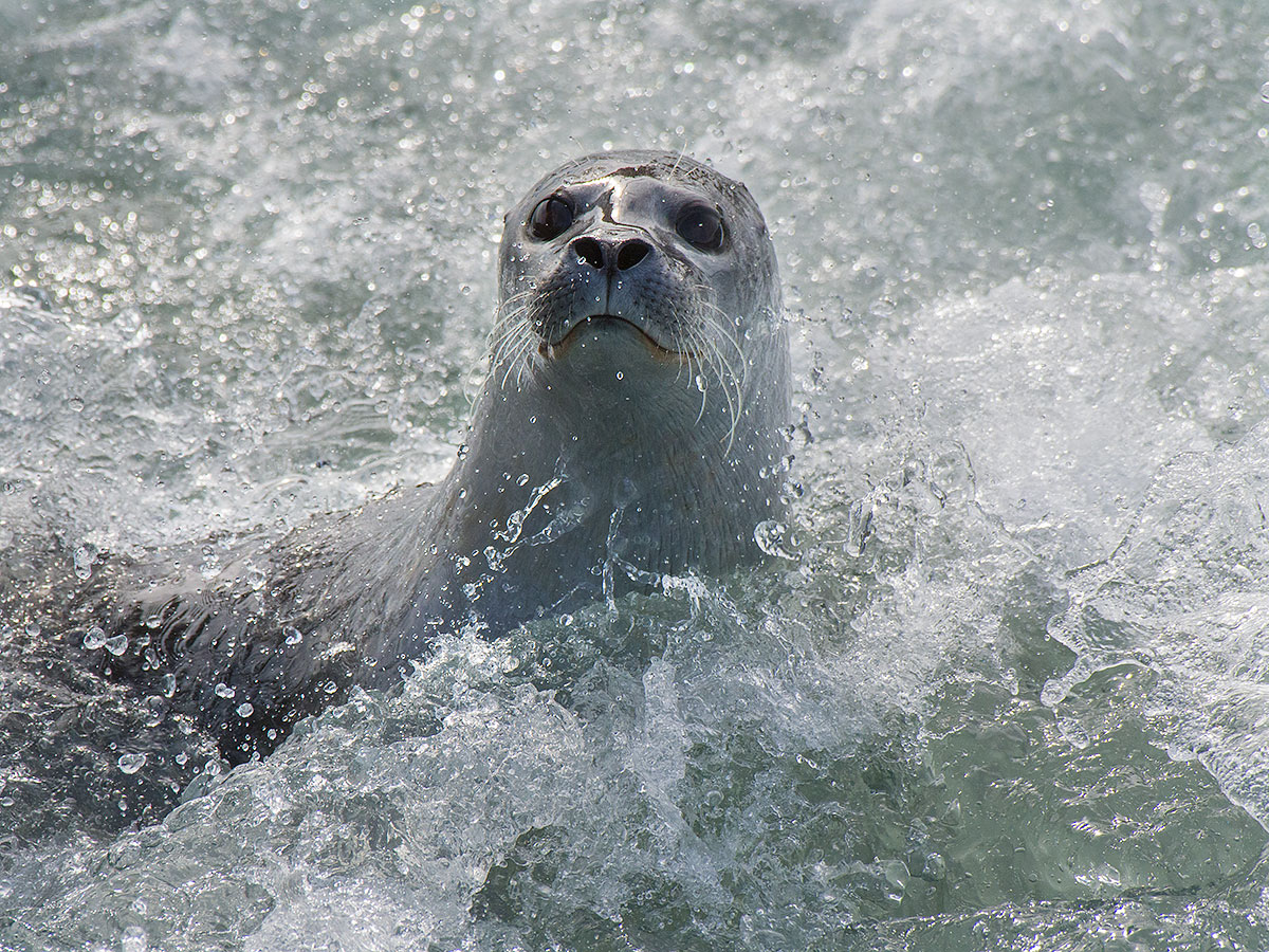 Seal in the current