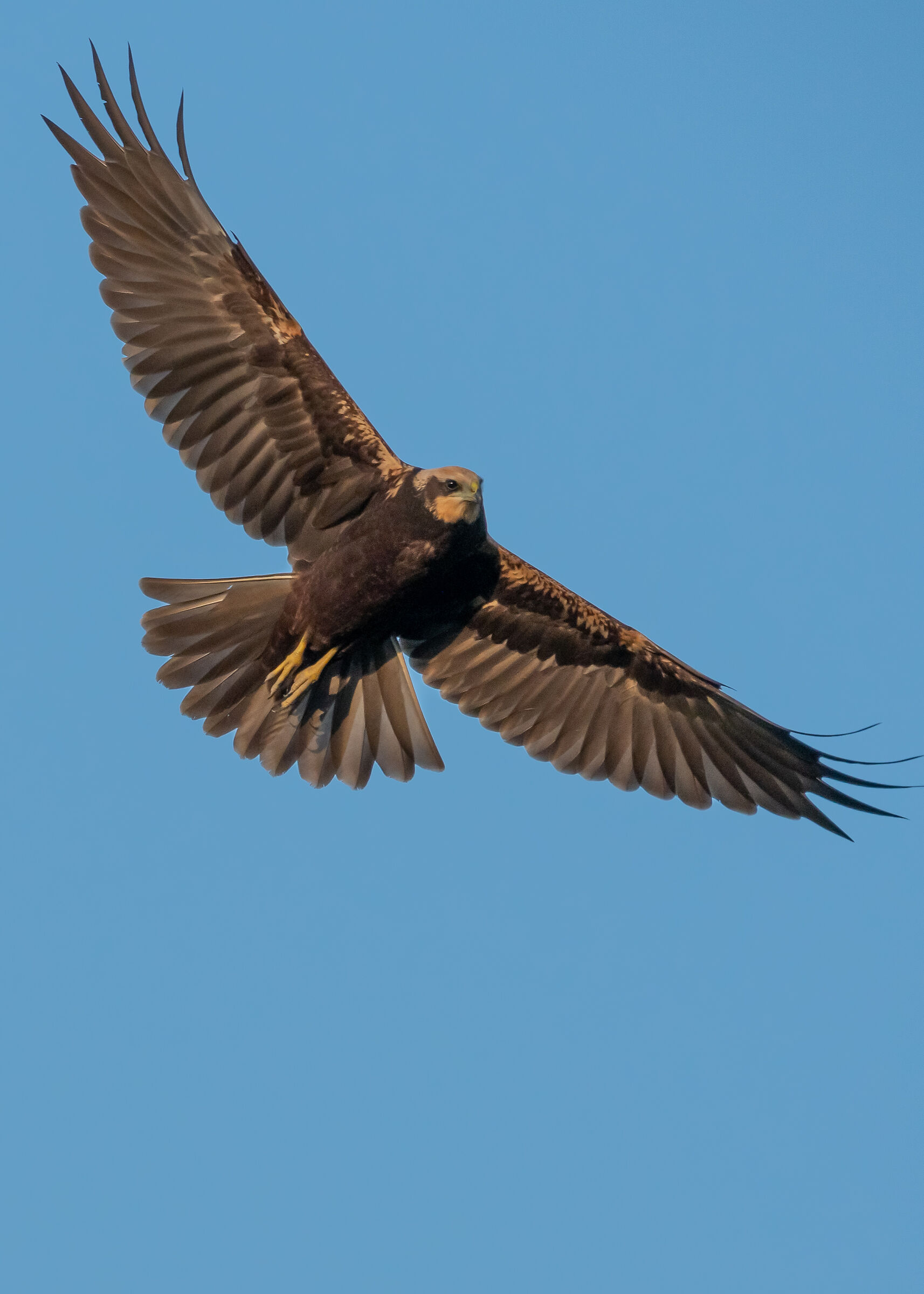 Marsh Harrier