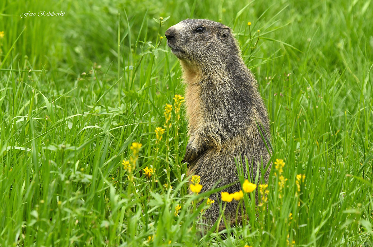 Marmot....