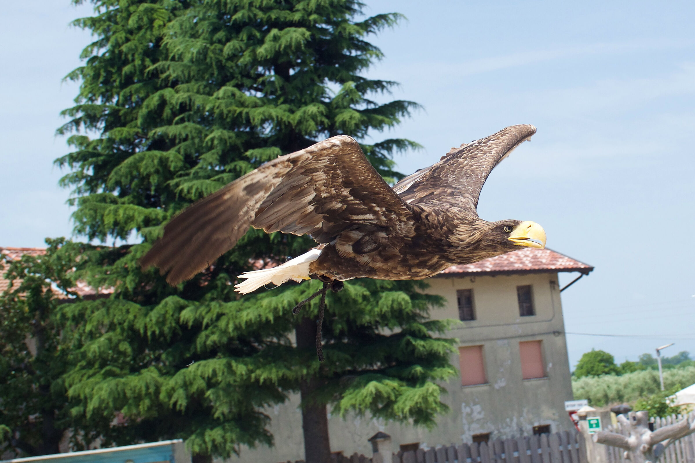 Aquila di Steller