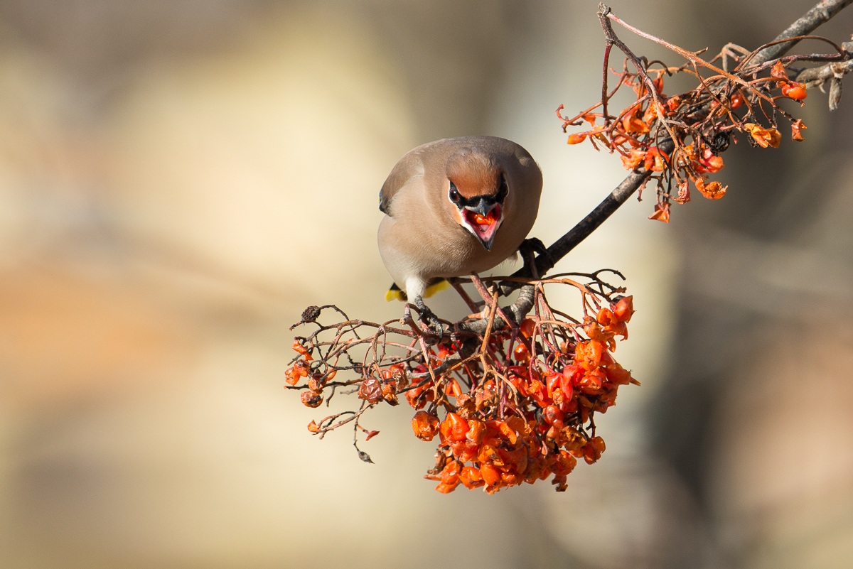 Waxwing