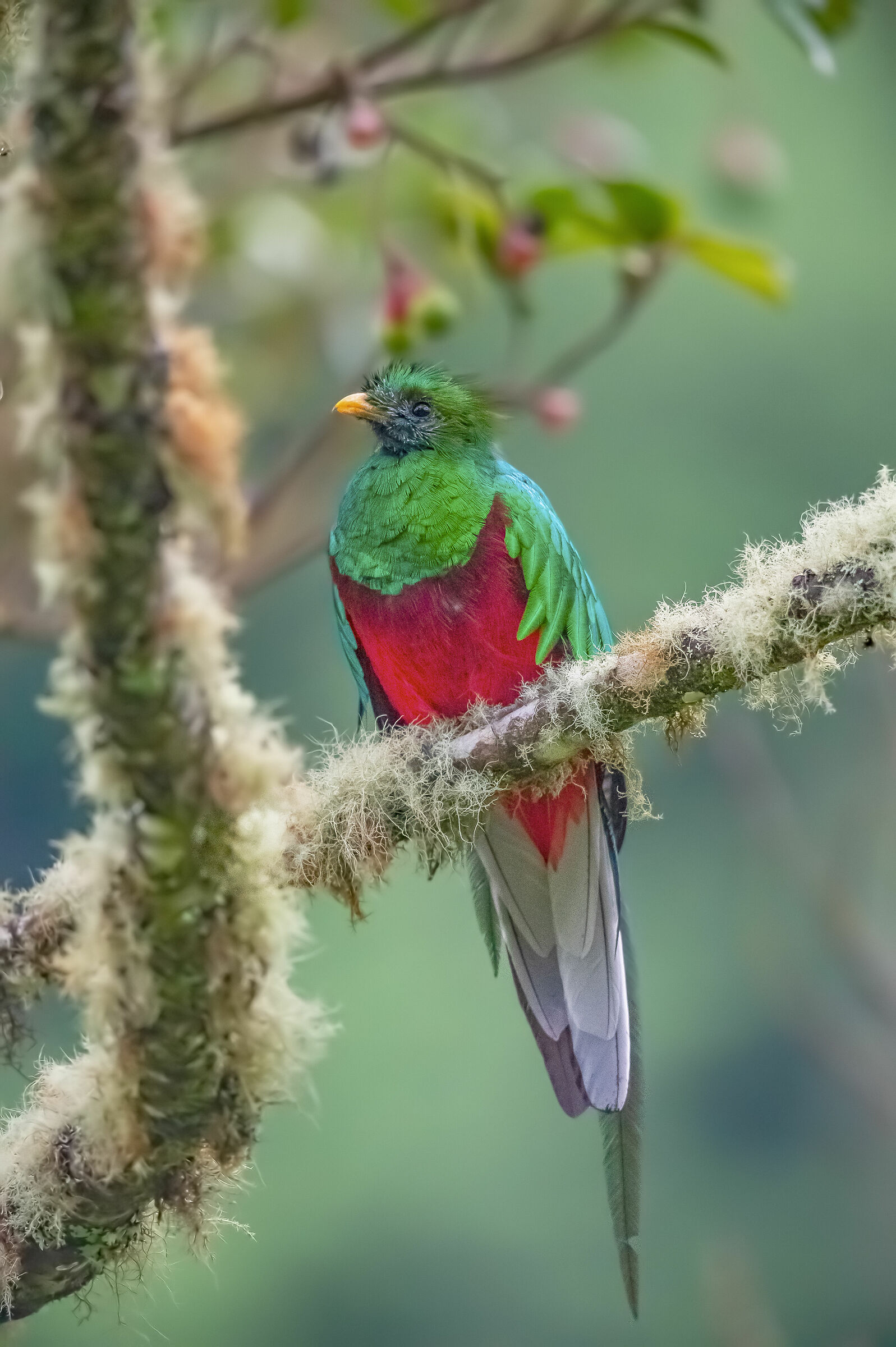 quetzal maschio