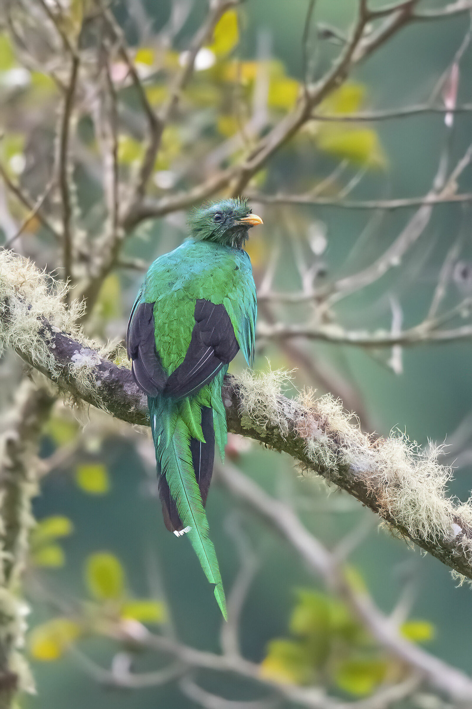 quetzal