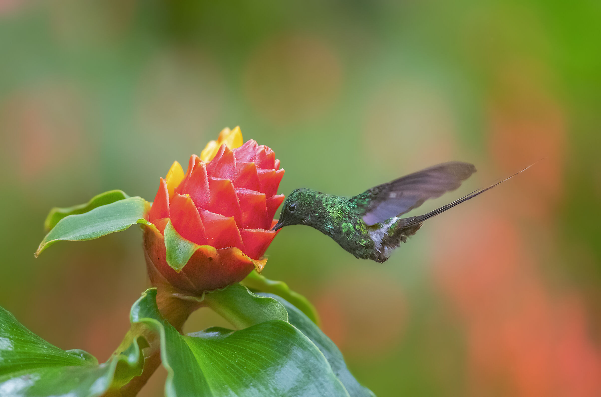 colibri in rifornimento