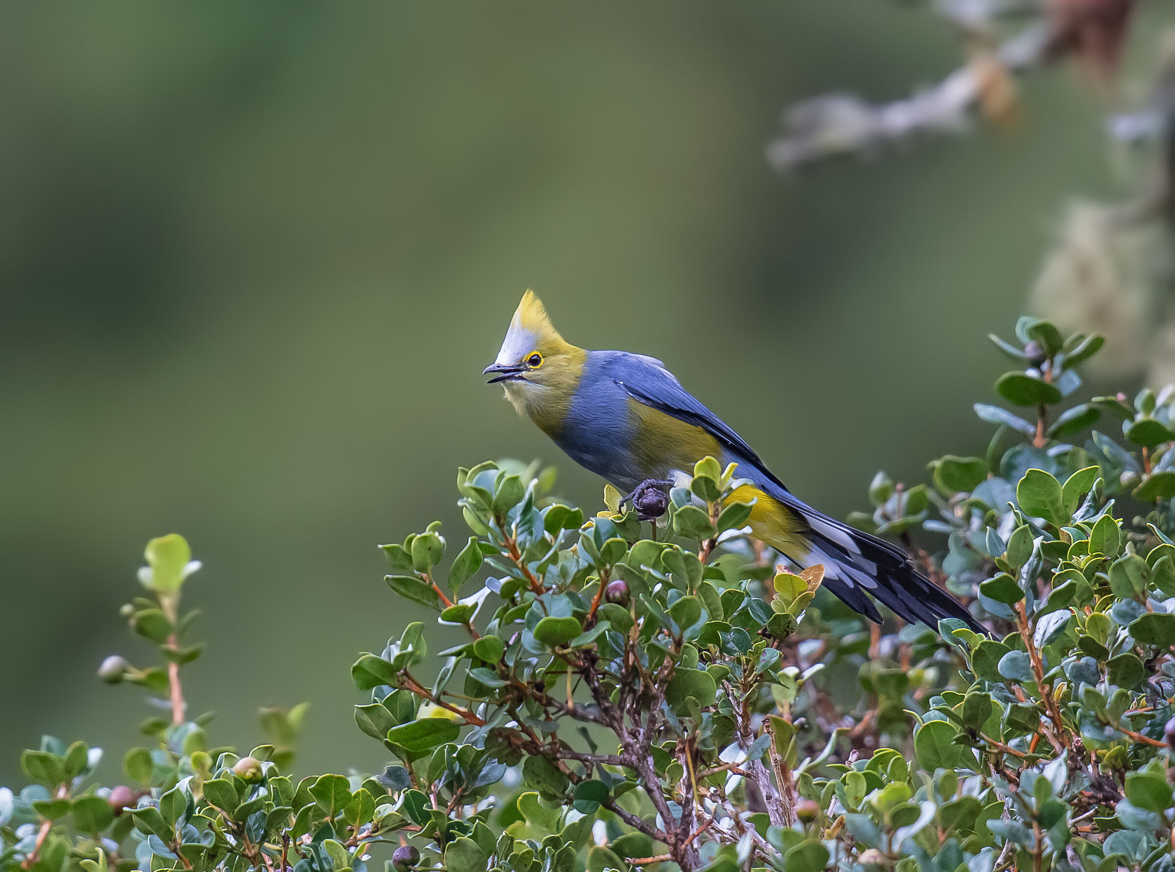 ricerca delle bacche