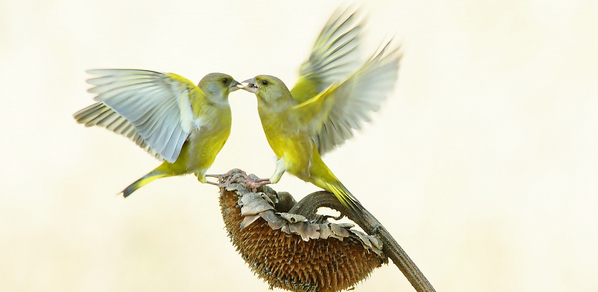 bucks fighting during the winter