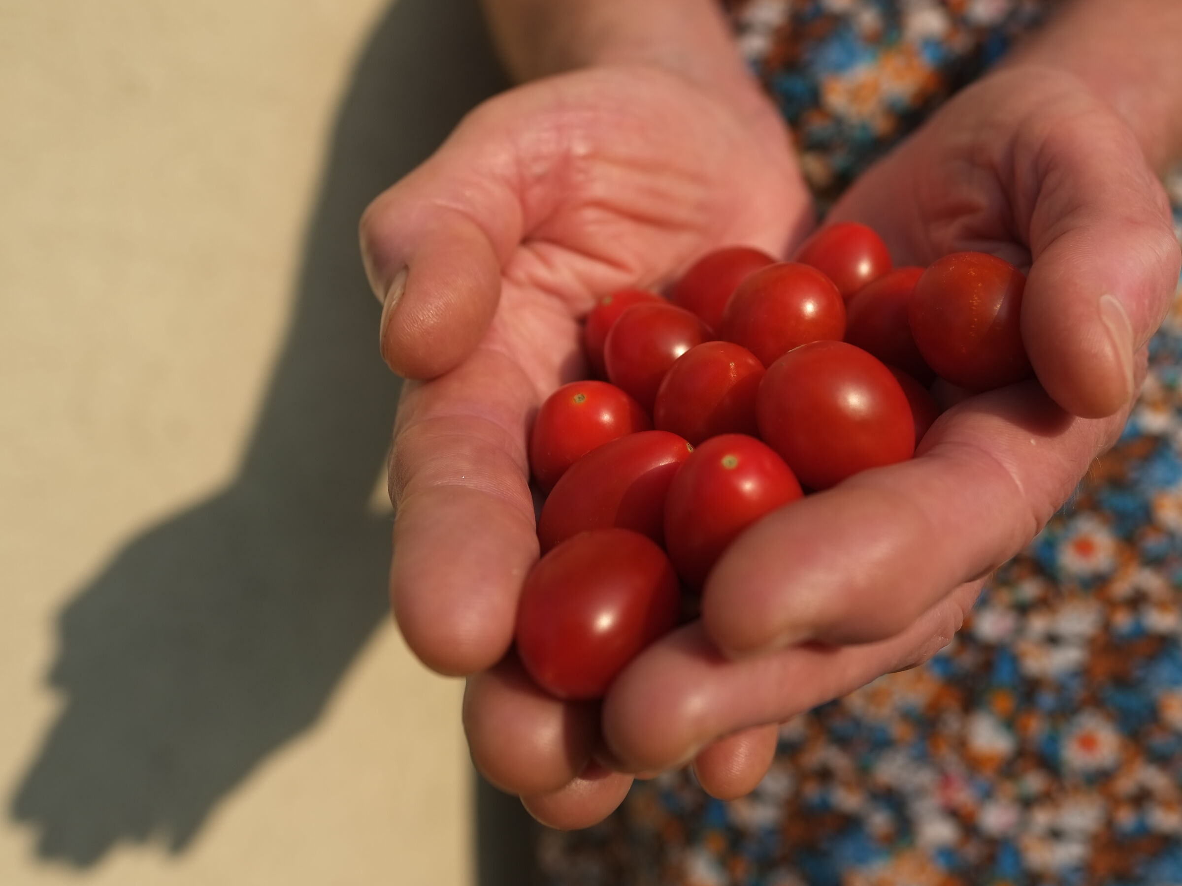 le sue mani, il suo raccolto d'estate