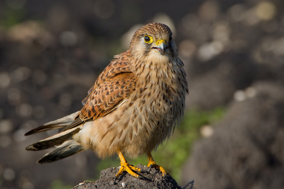 Kestrel