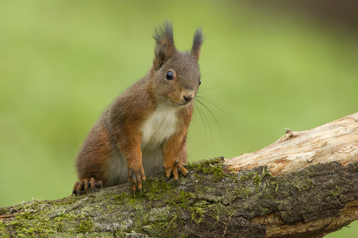 scoiattolo2