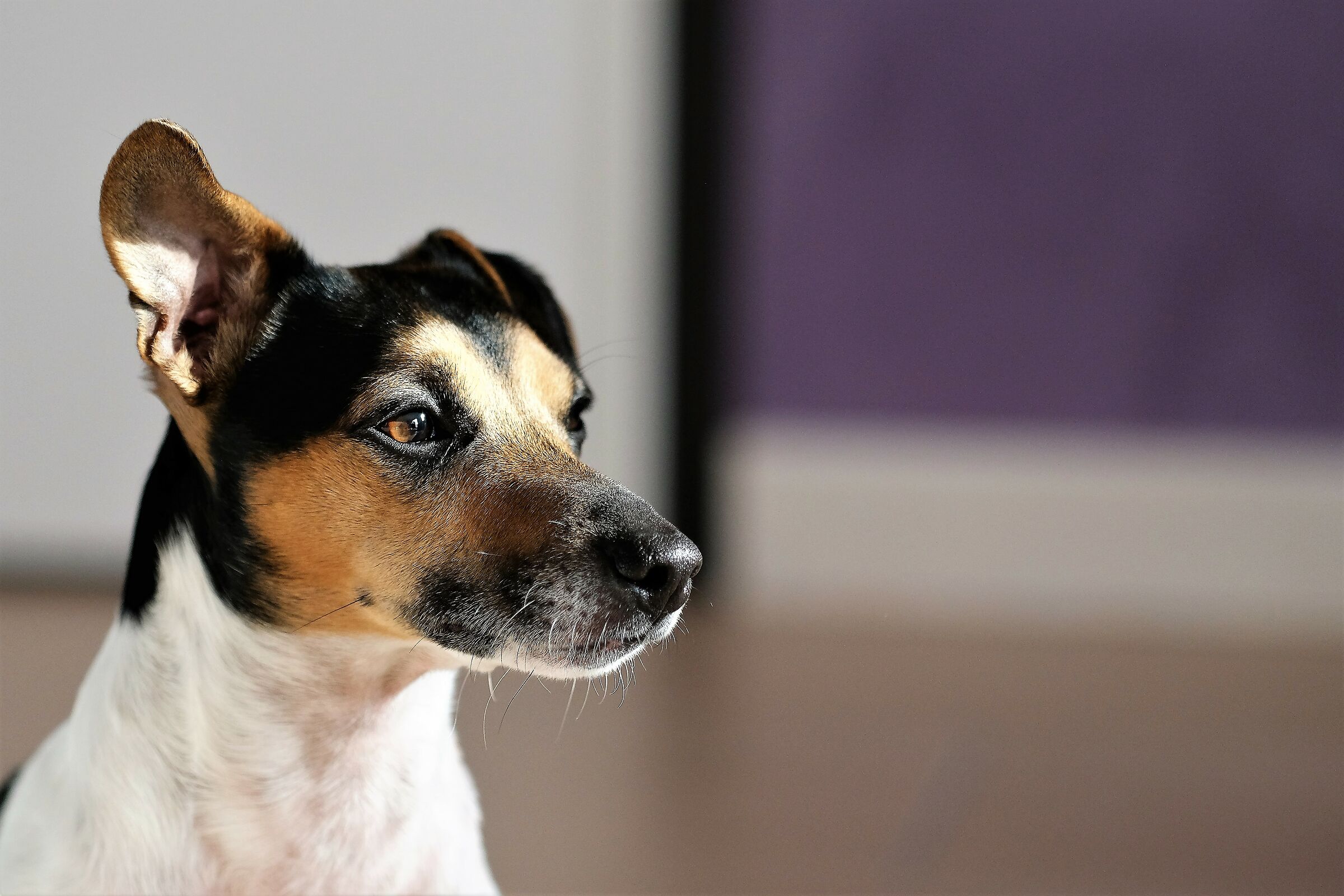 Sguardo assorto Jack (foto con obbiettivo Fuji 90 f2)